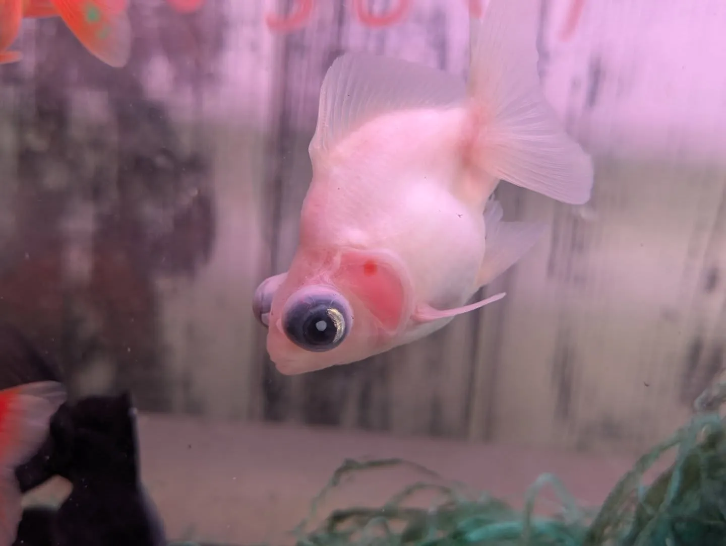 本日の入荷情報✨(金魚、メダカ)