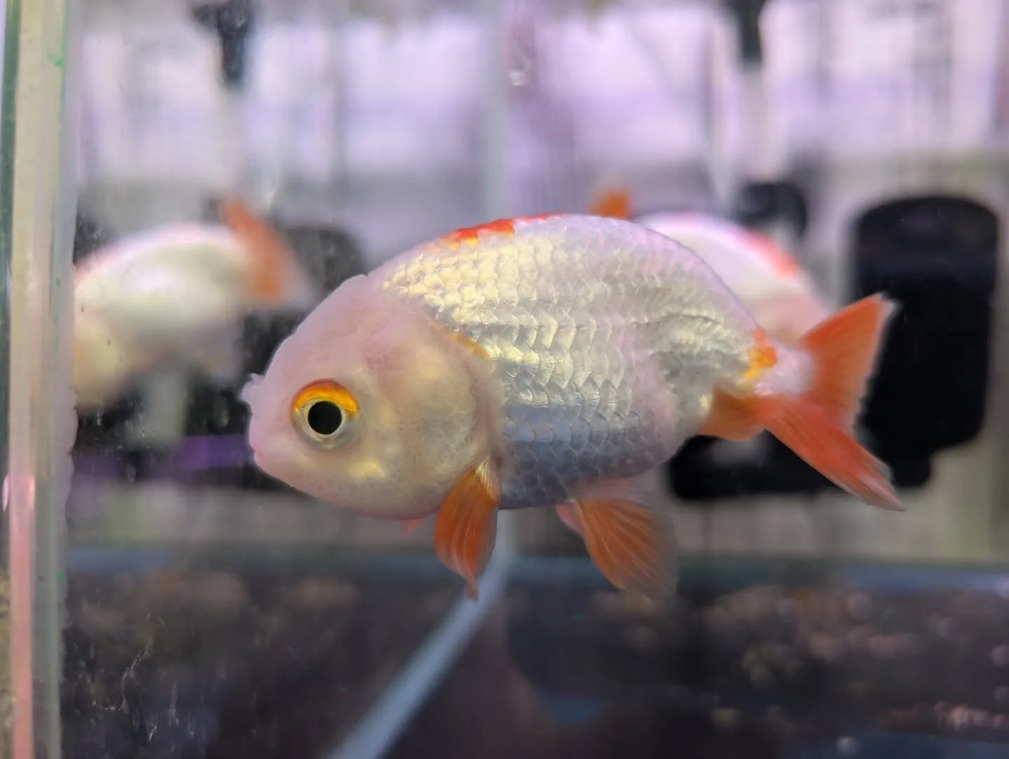 本日の入荷情報✨(金魚、メダカ)