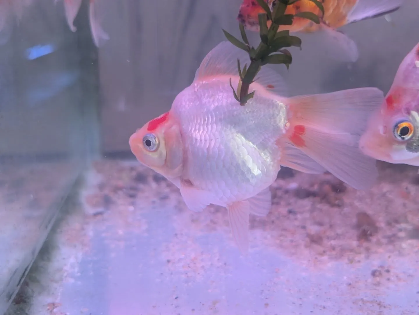 本日の入荷情報✨(金魚、メダカ)