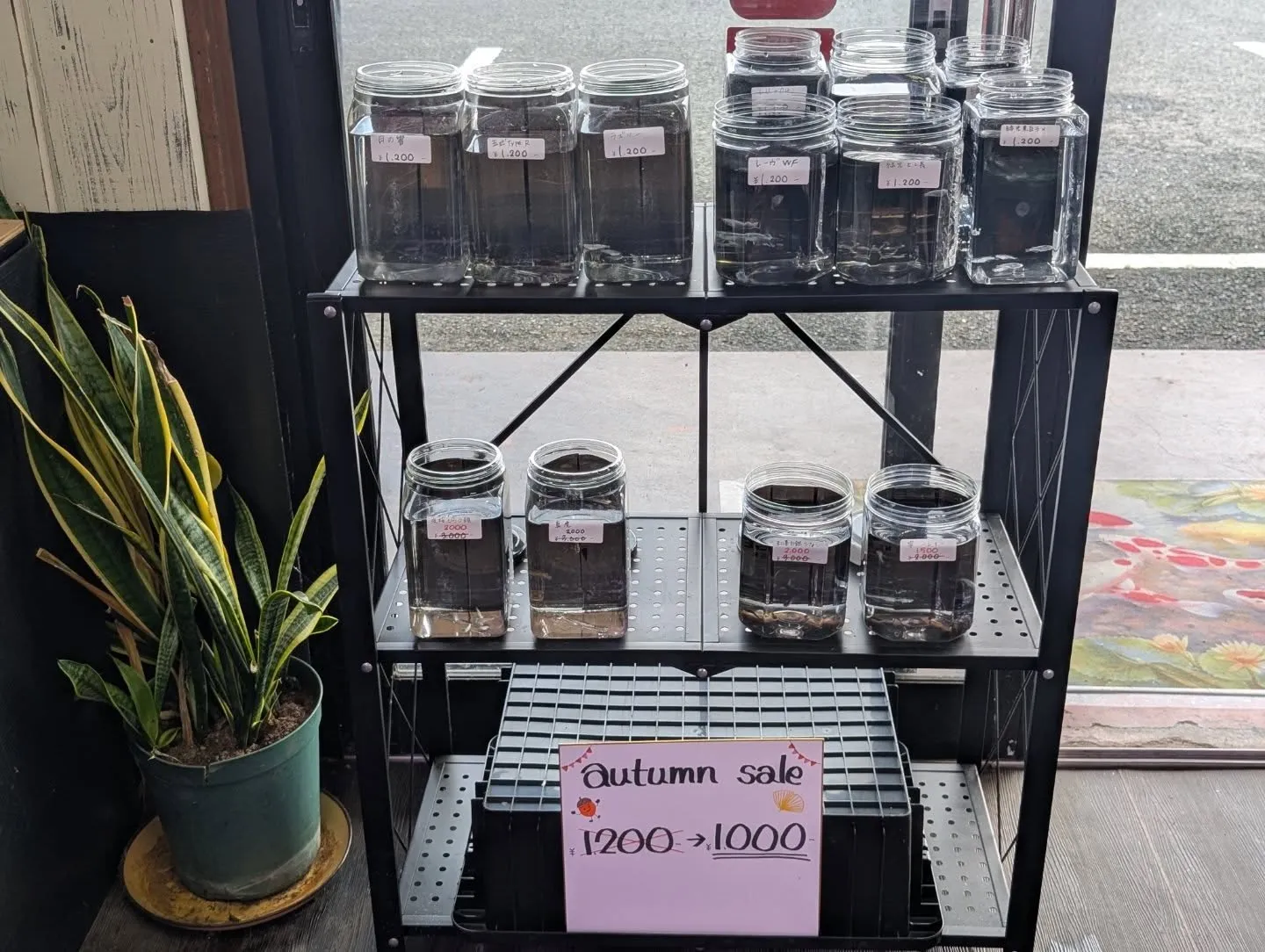 本日の入荷情報✨(金魚、メダカ)