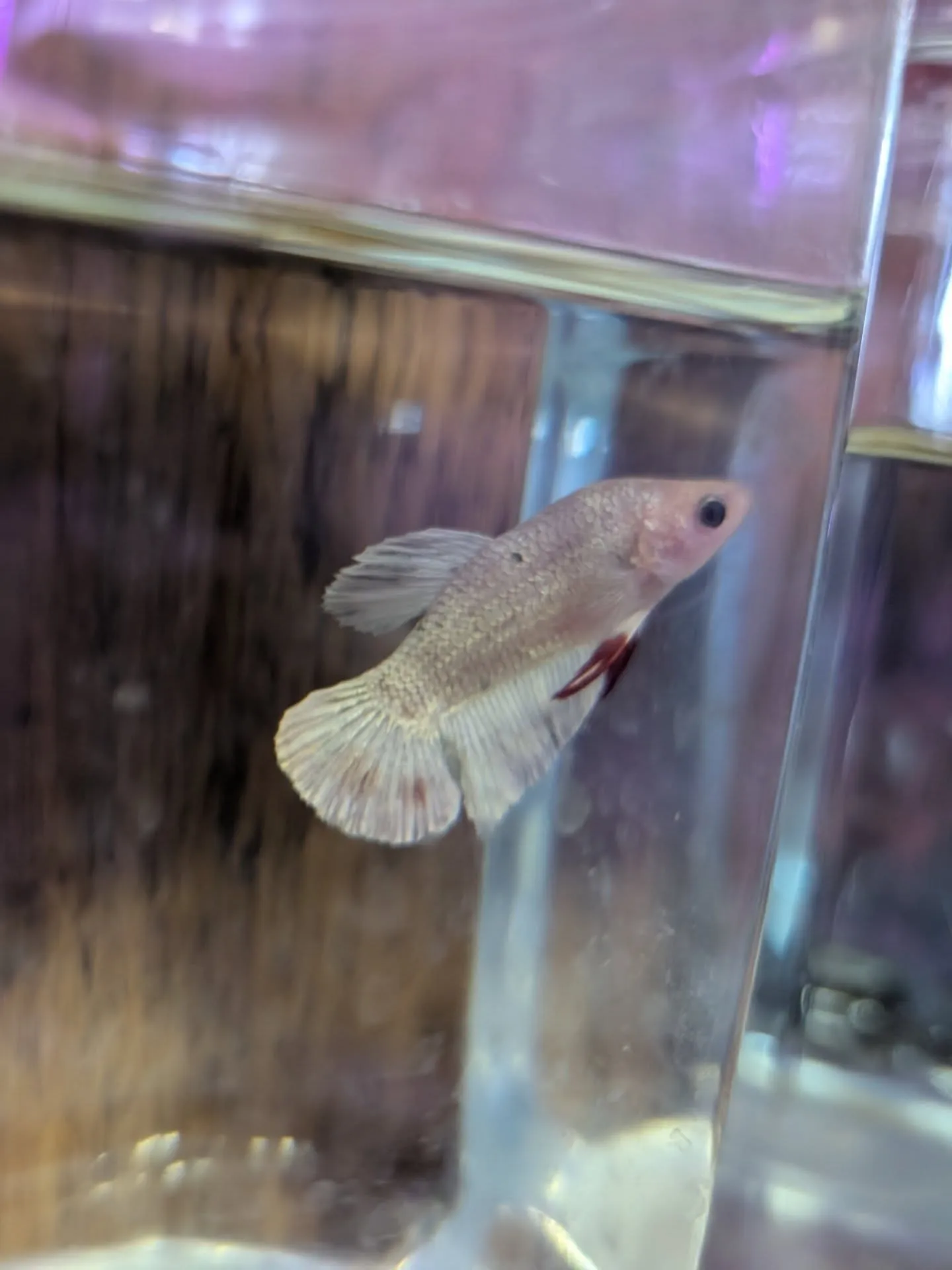 ベタ惚れセール開催中🎉