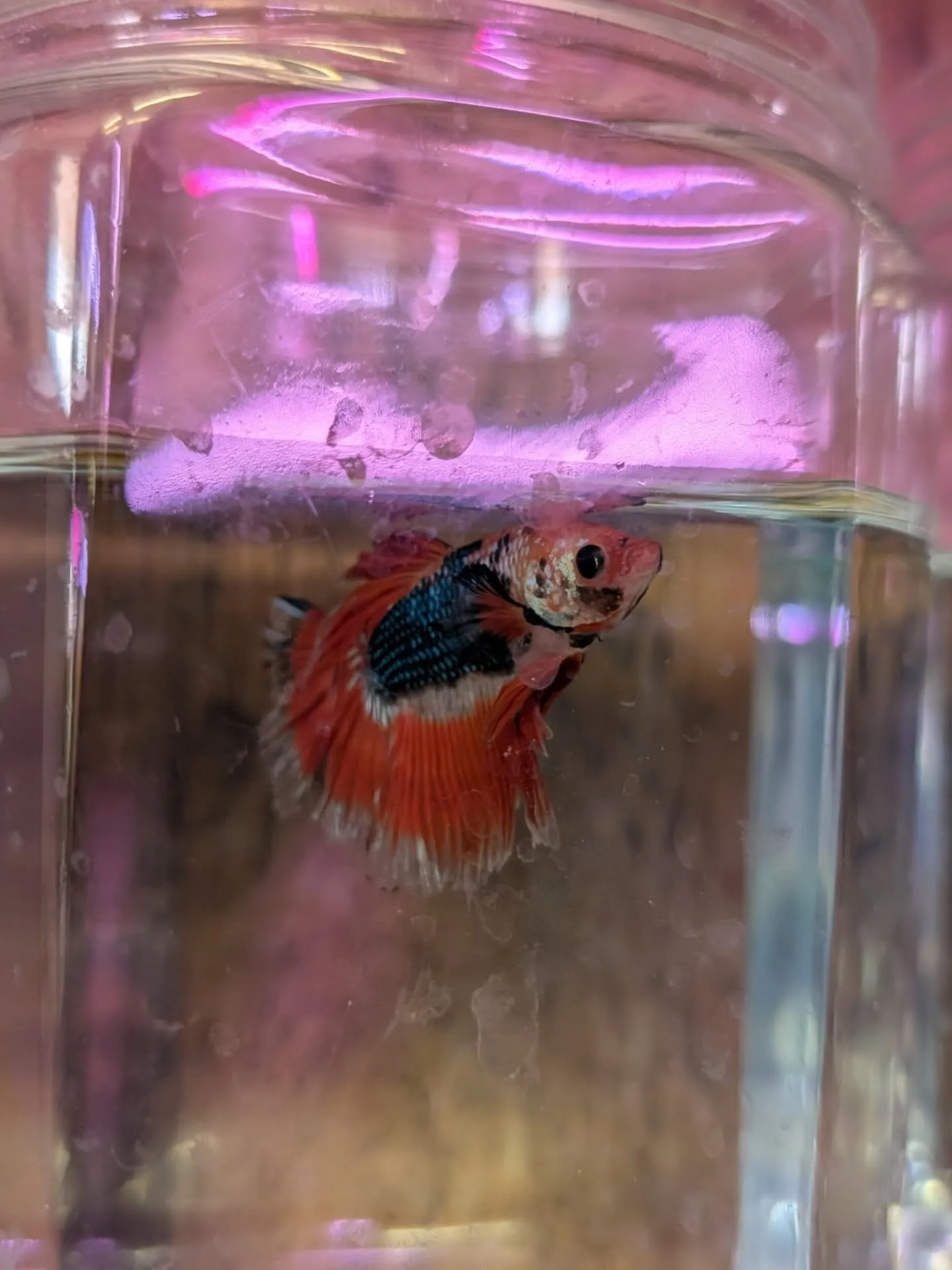 ベタ惚れセール開催中🎉