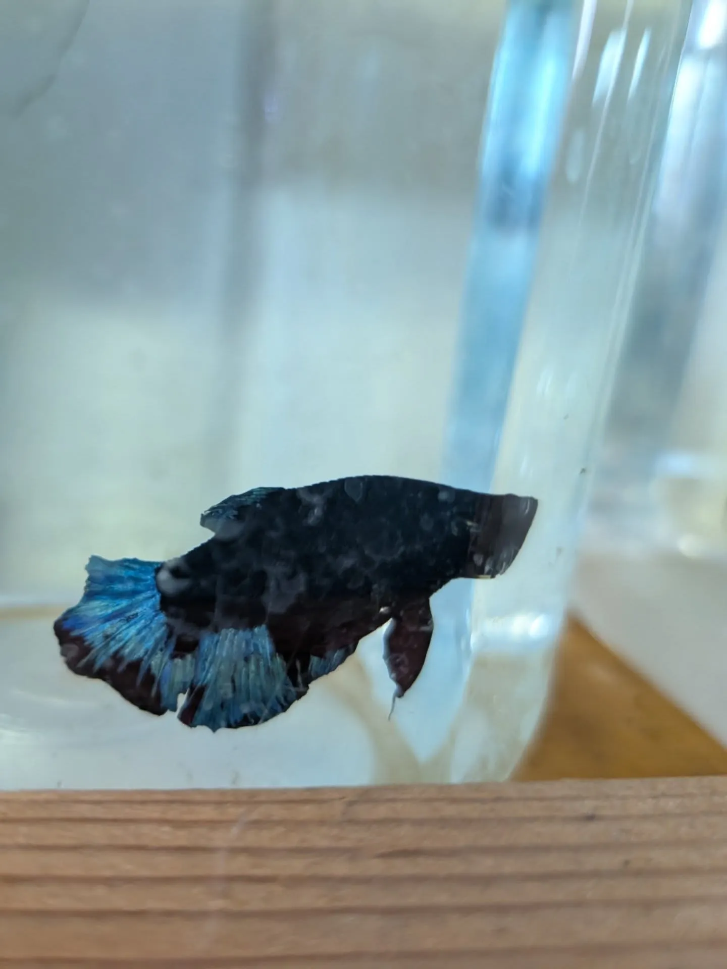 ベタ惚れセール開催中🎉