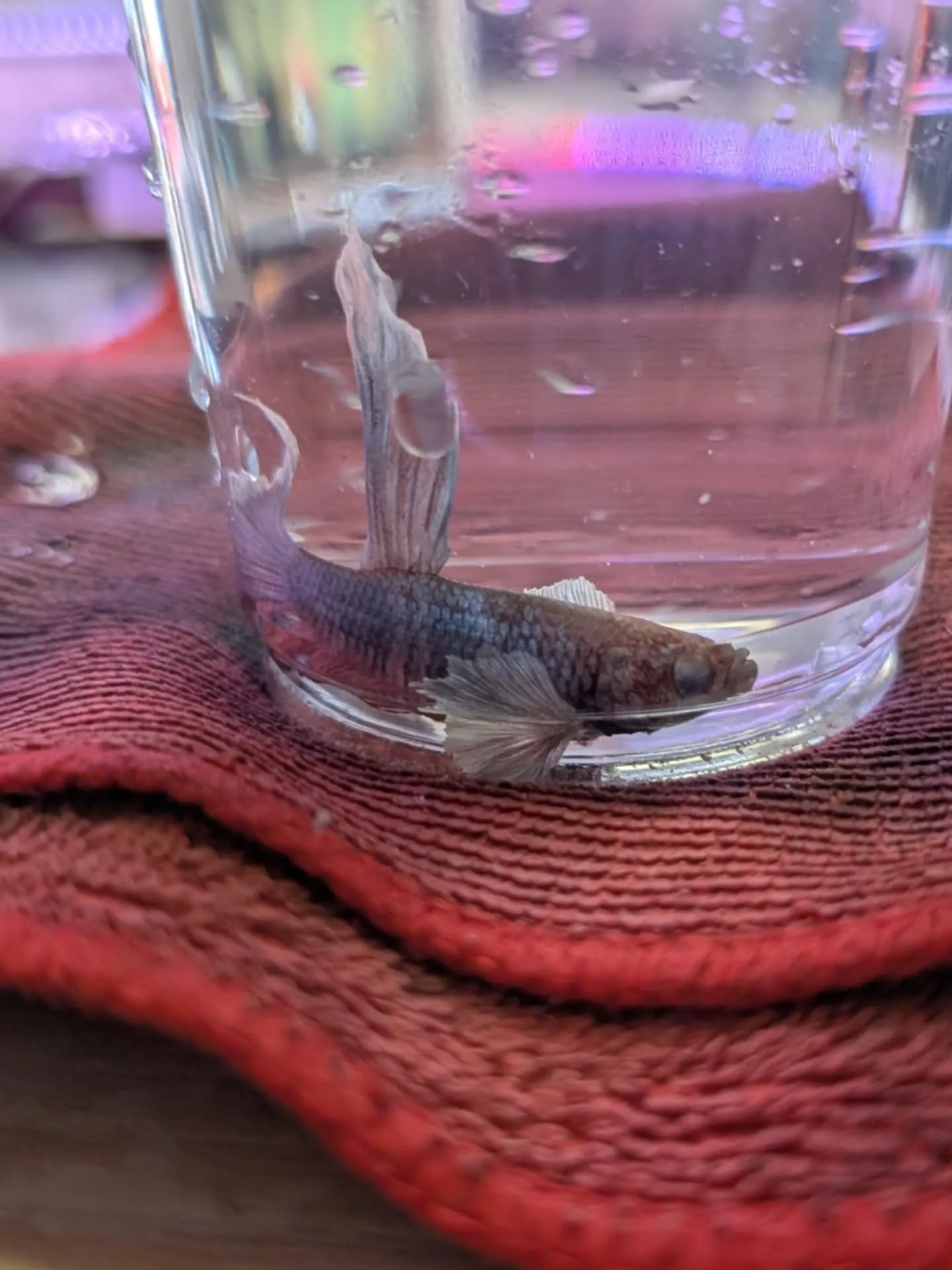 ベタ惚れセール開催中🎉