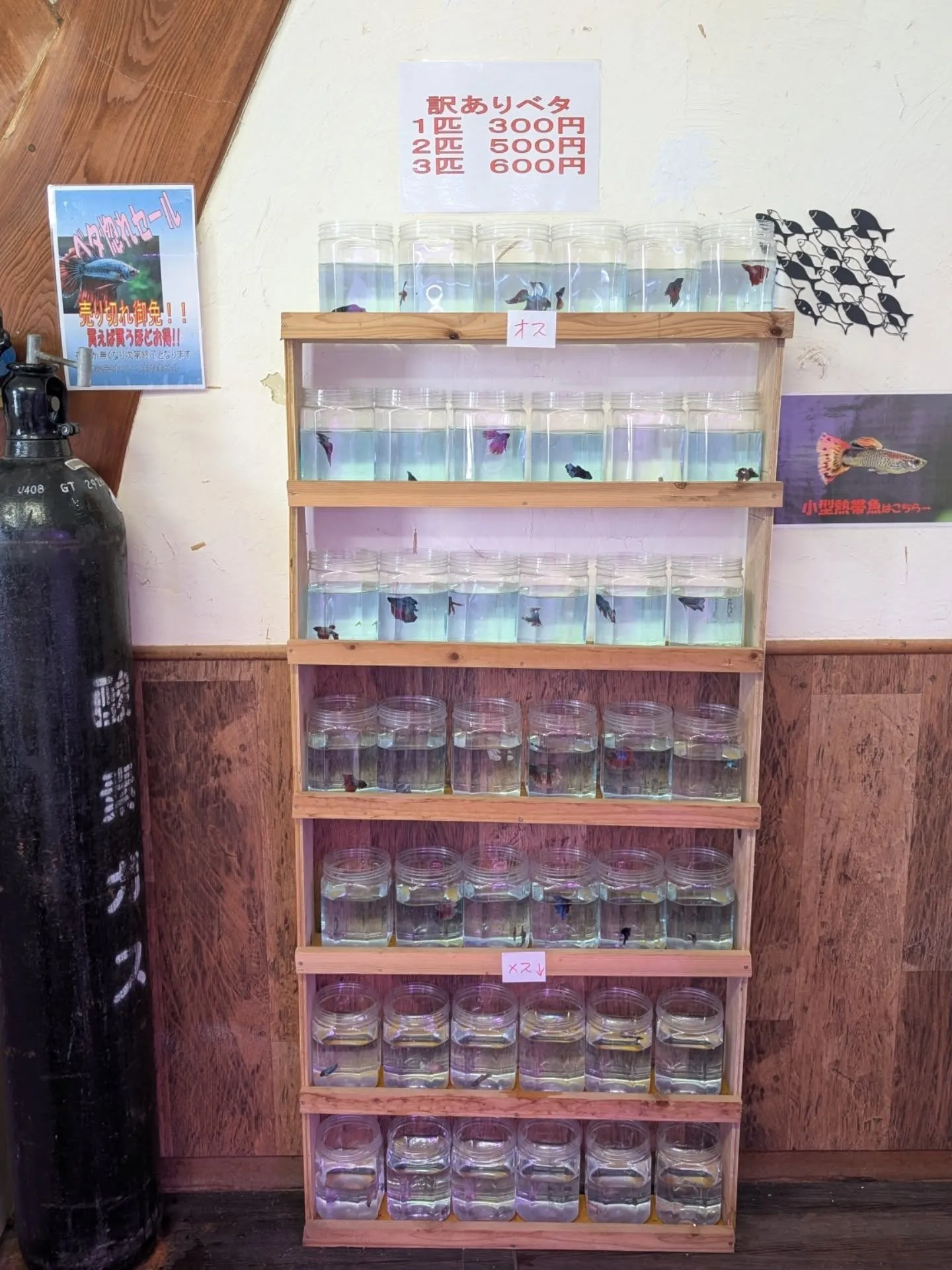 ベタ惚れセール開催中🎉