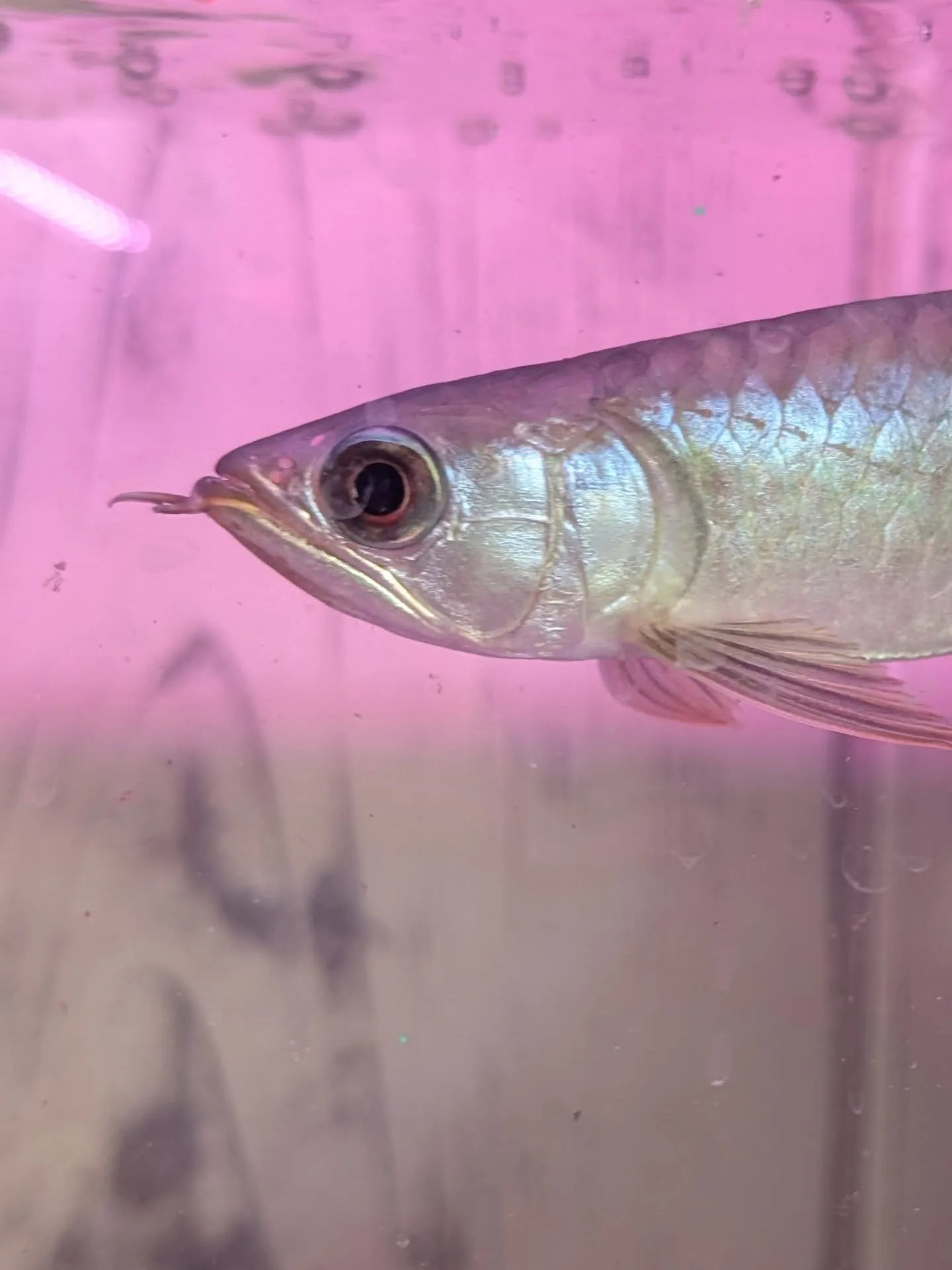 本日イベント最終日🎉