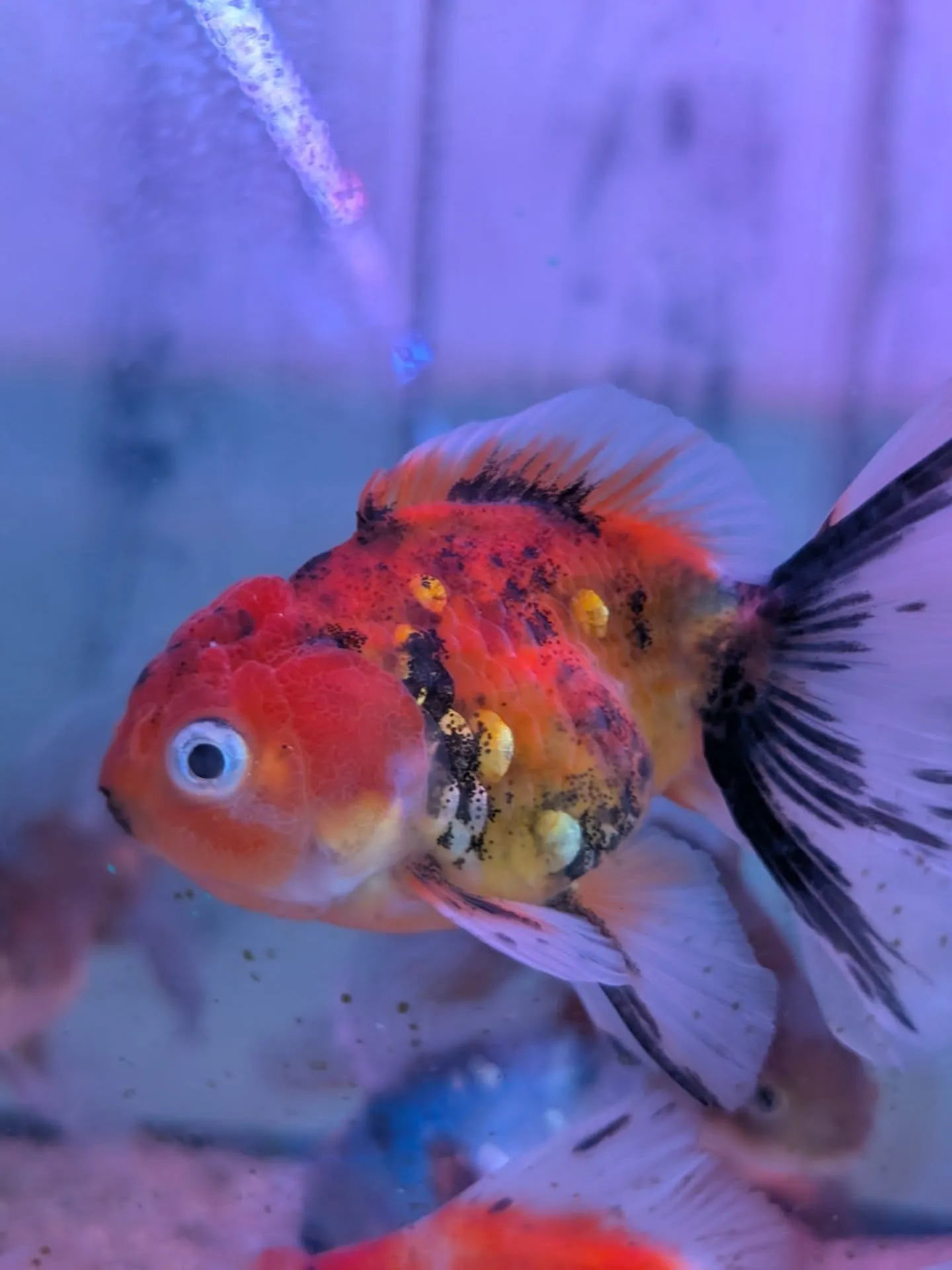 本日イベント最終日🎉