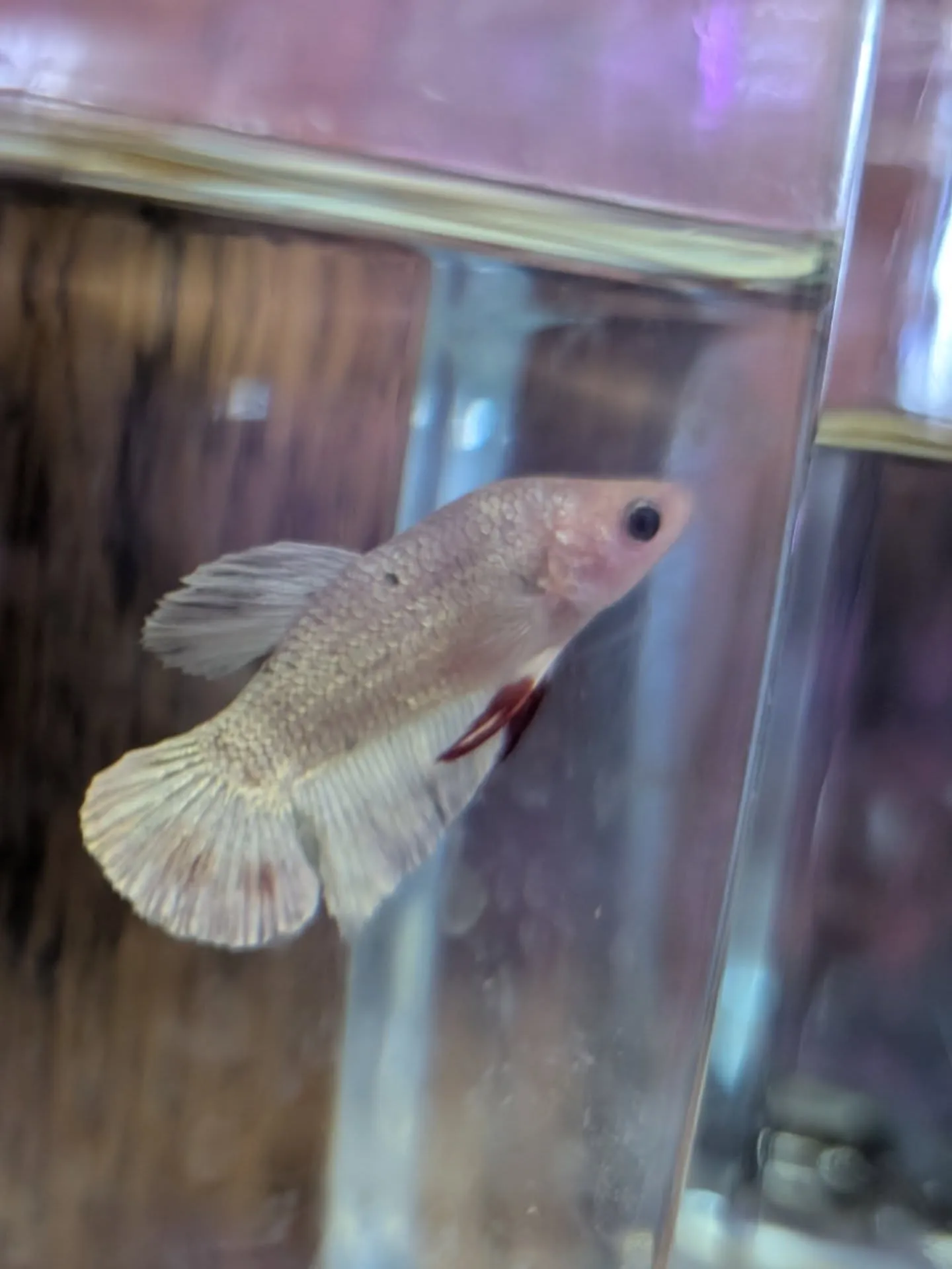 本日イベント最終日🎉