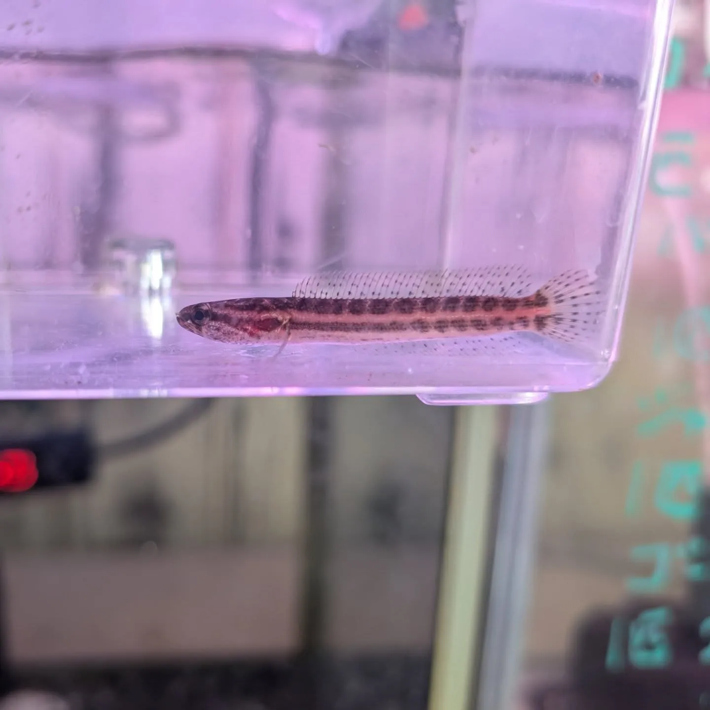 本日の入荷情報✨(熱帯魚)