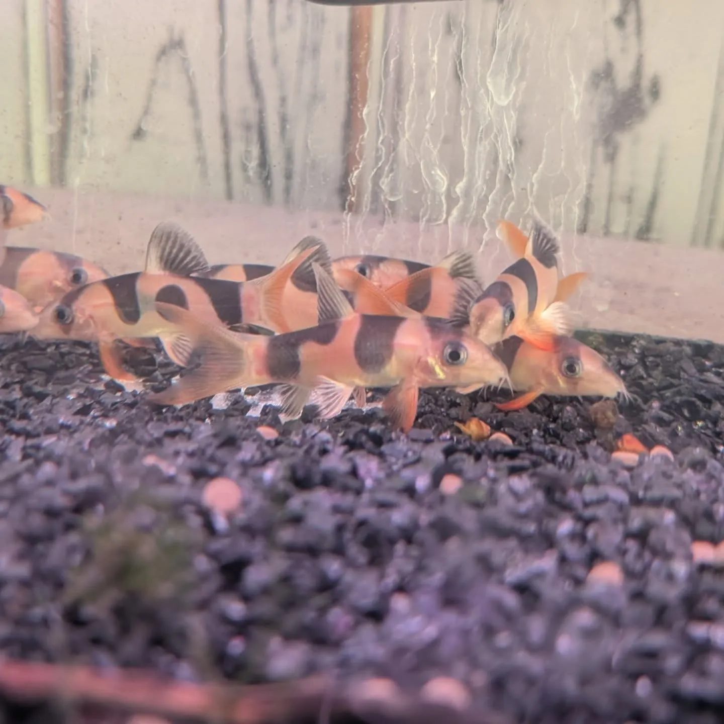 本日の入荷情報✨(熱帯魚)