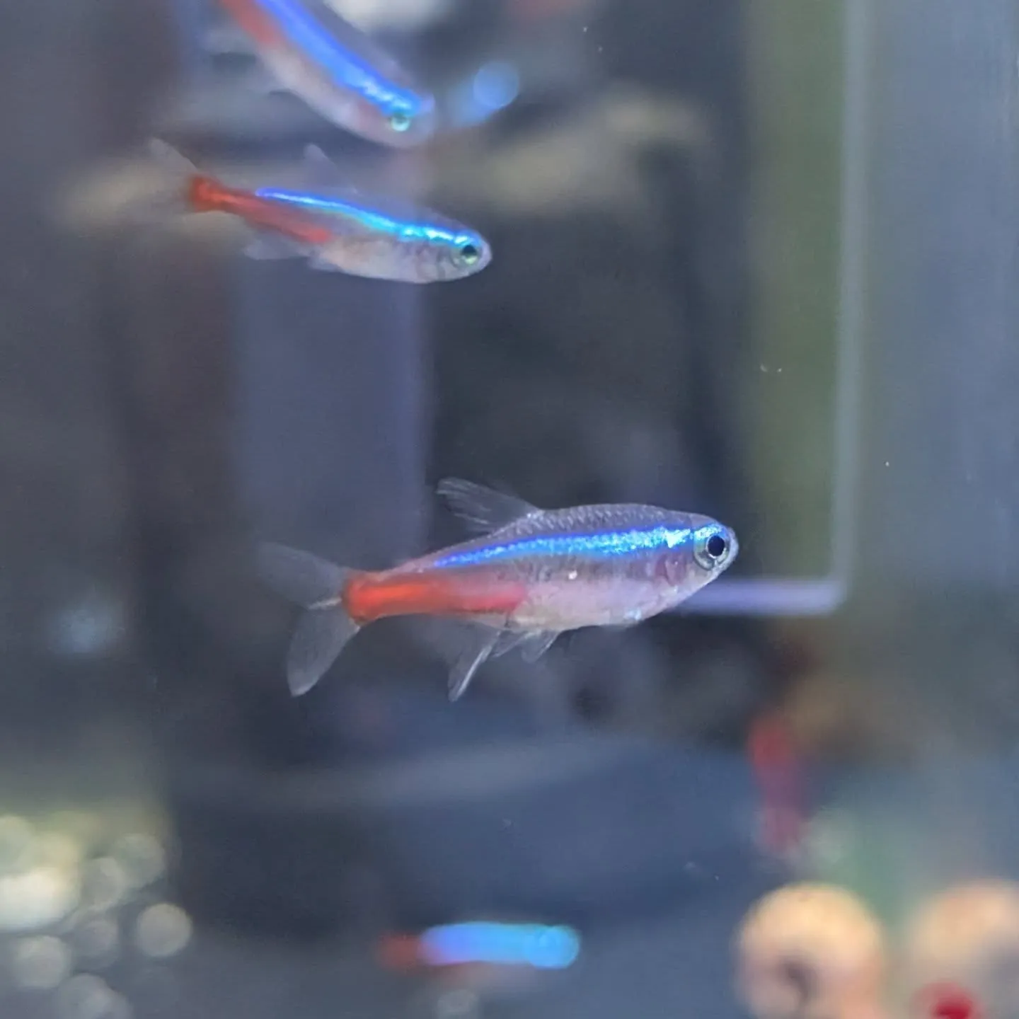 本日の入荷情報✨(熱帯魚)