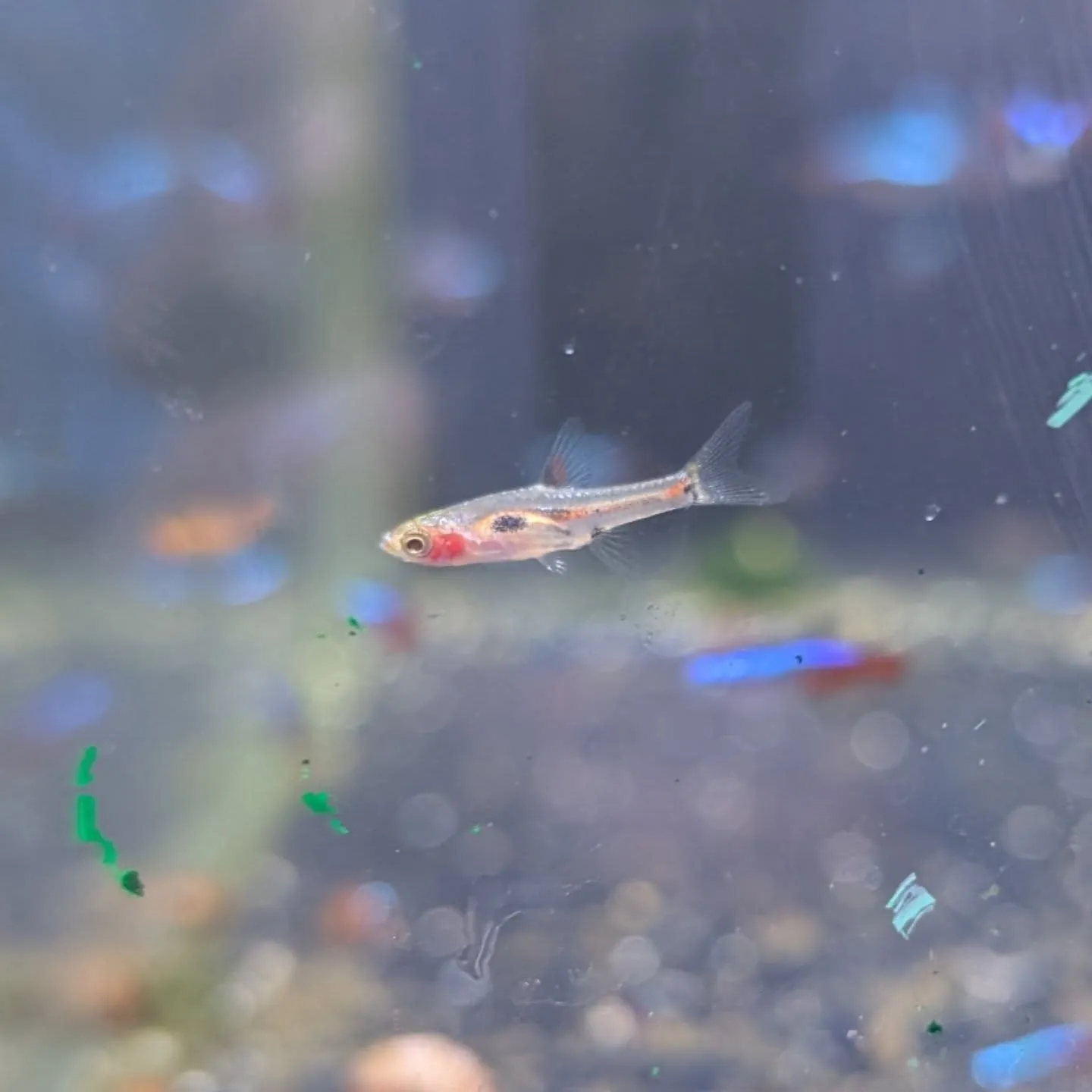 本日の入荷情報✨(熱帯魚)