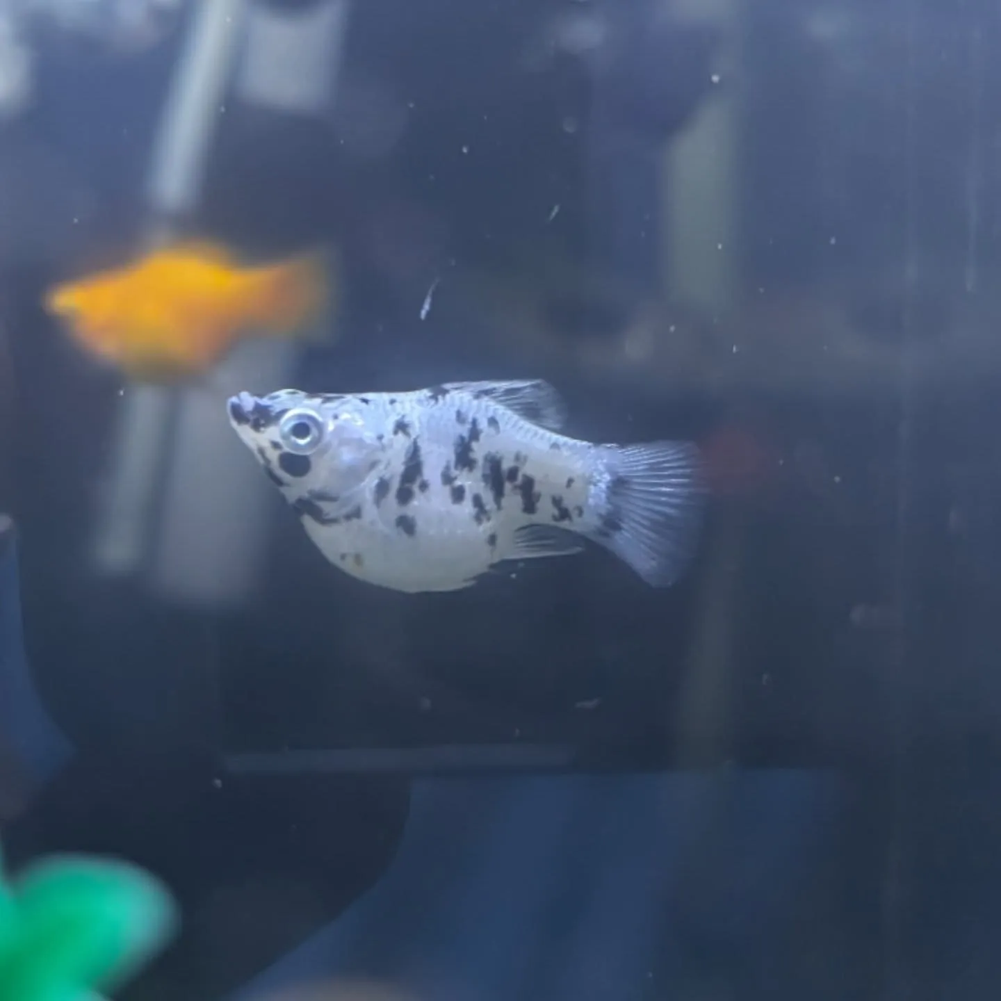 本日の入荷情報✨(熱帯魚)