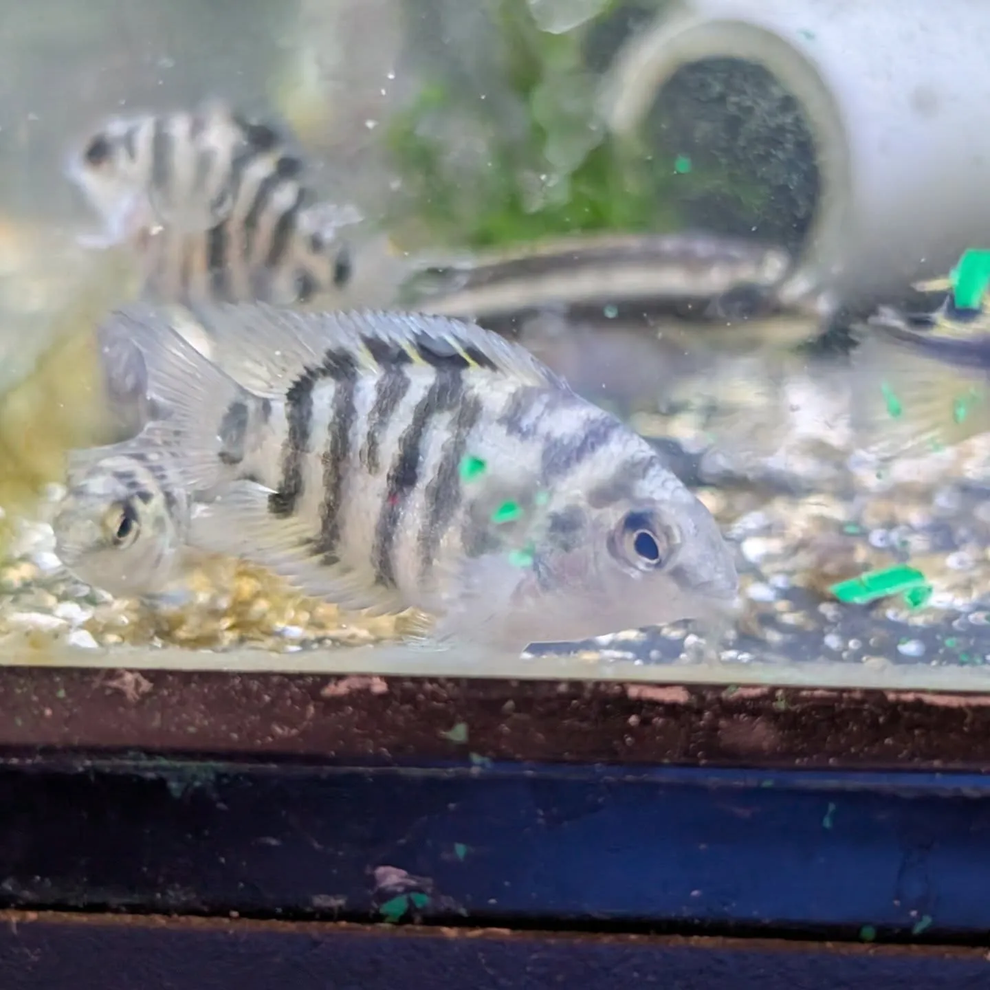 本日の入荷情報✨(熱帯魚)