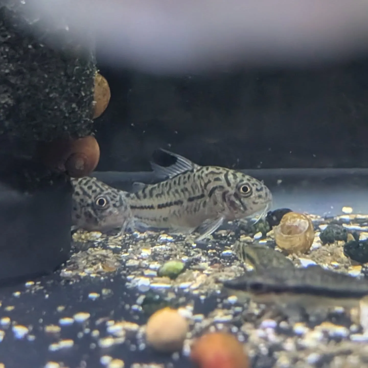 本日の入荷情報✨(熱帯魚)