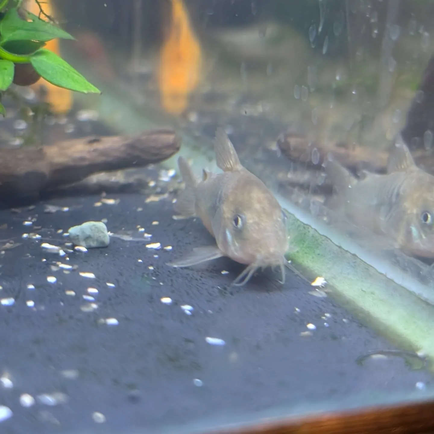 本日の入荷情報✨(熱帯魚)