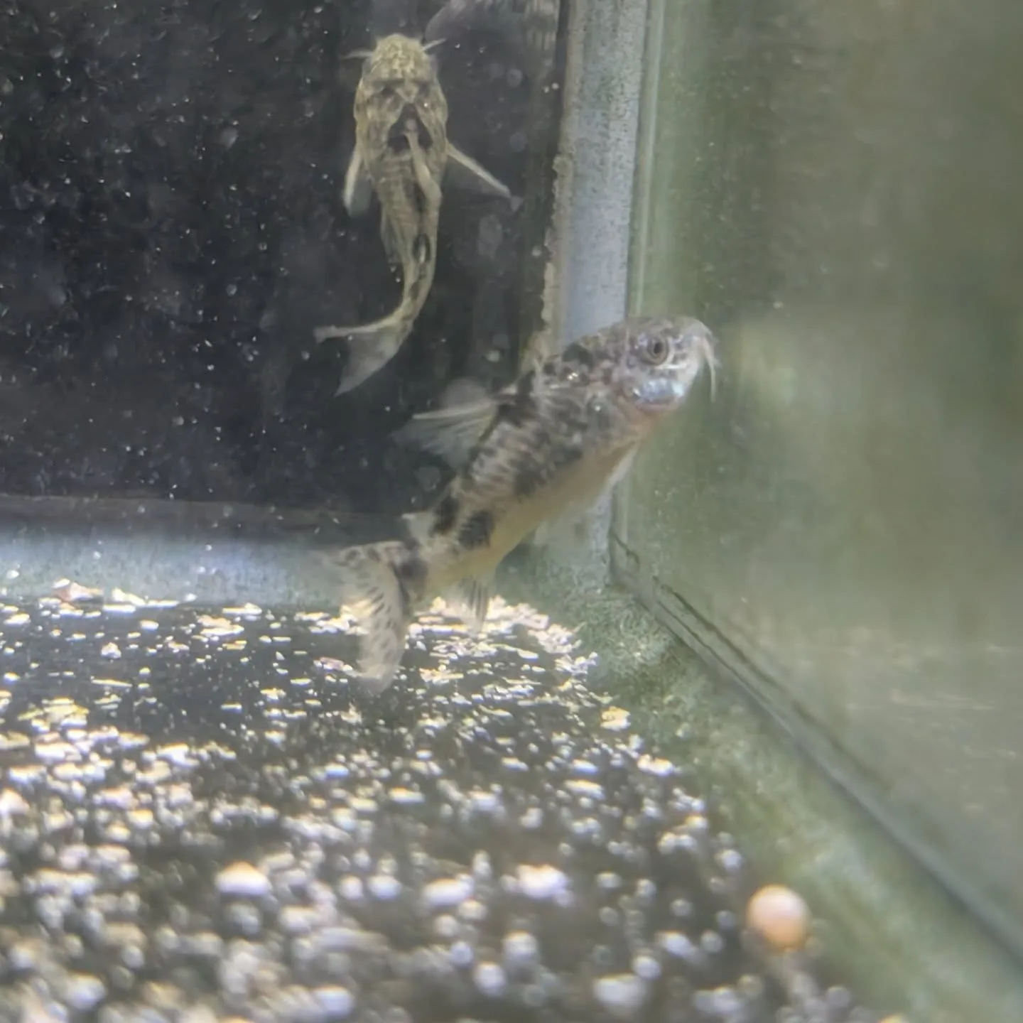 本日の入荷情報✨(熱帯魚)