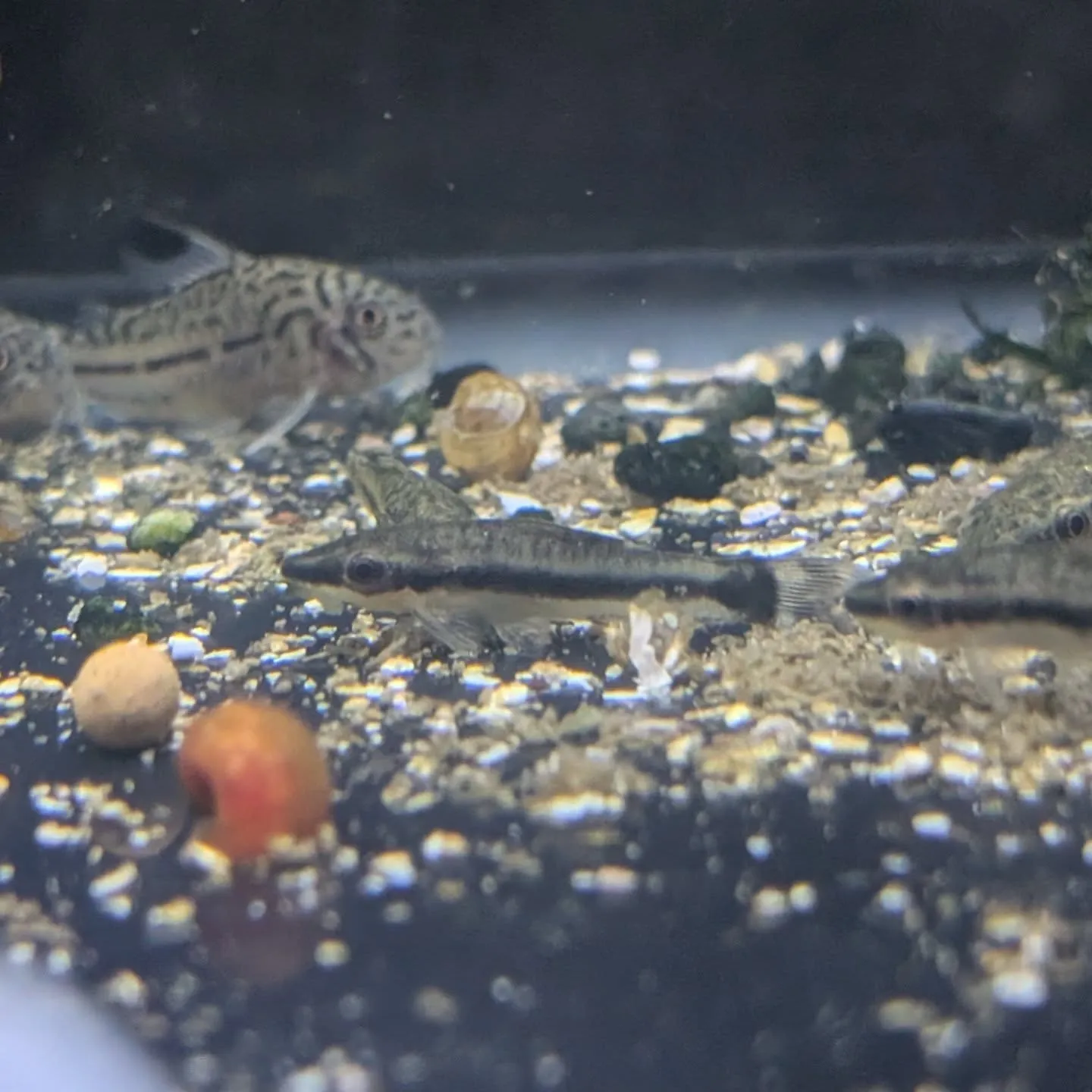 本日の入荷情報✨(熱帯魚)