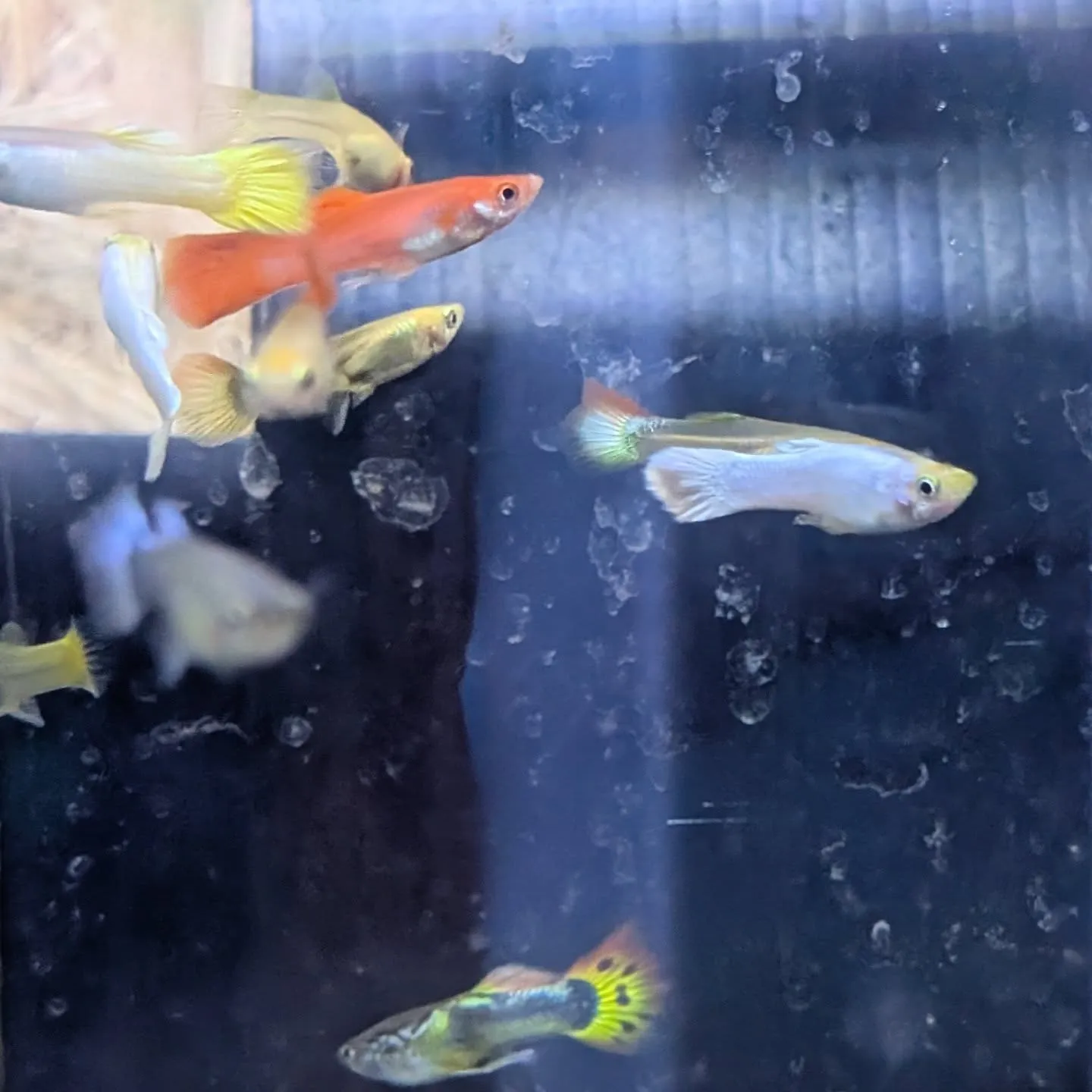 本日の入荷情報✨(熱帯魚)