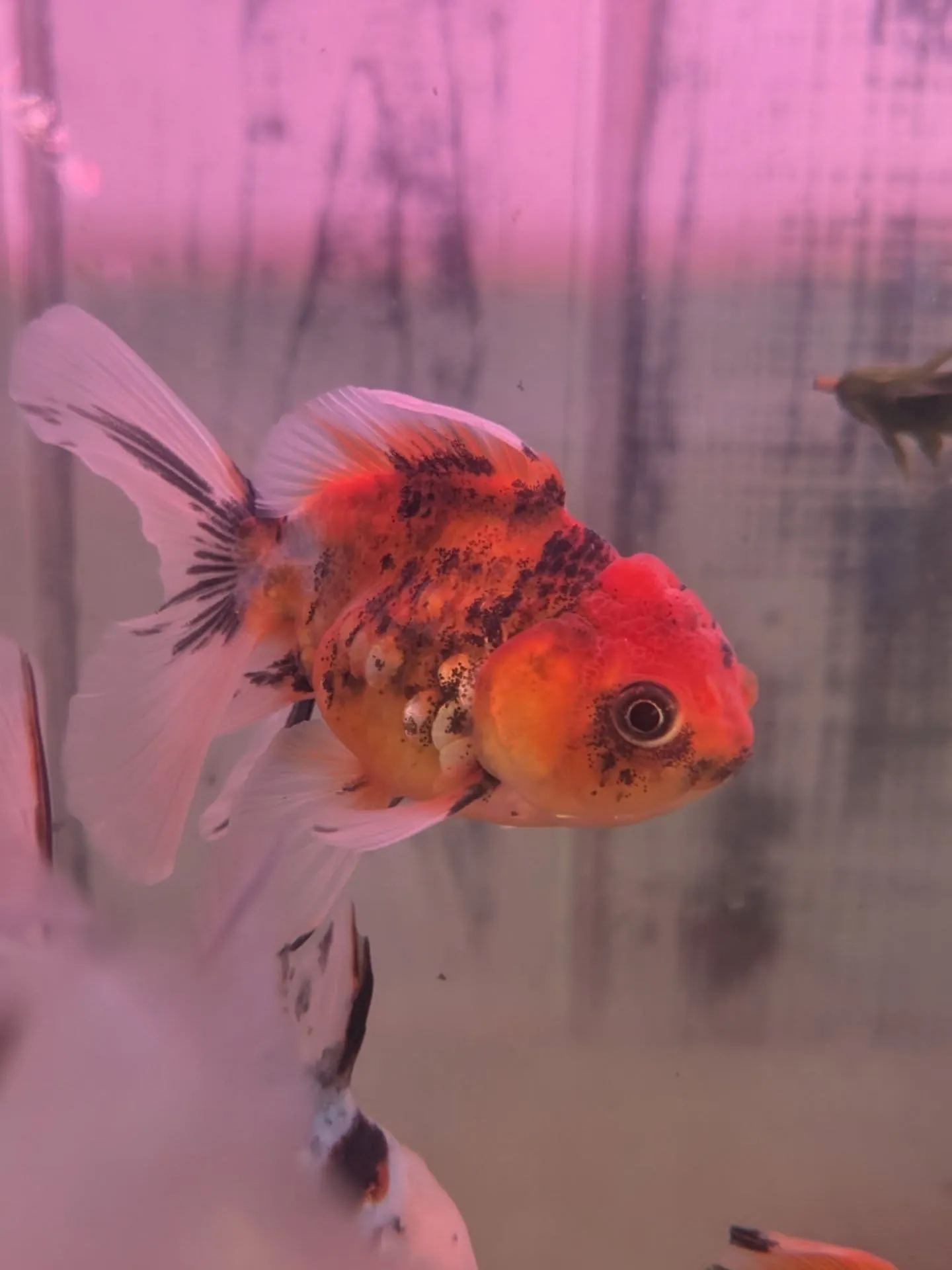 イベント情報✨