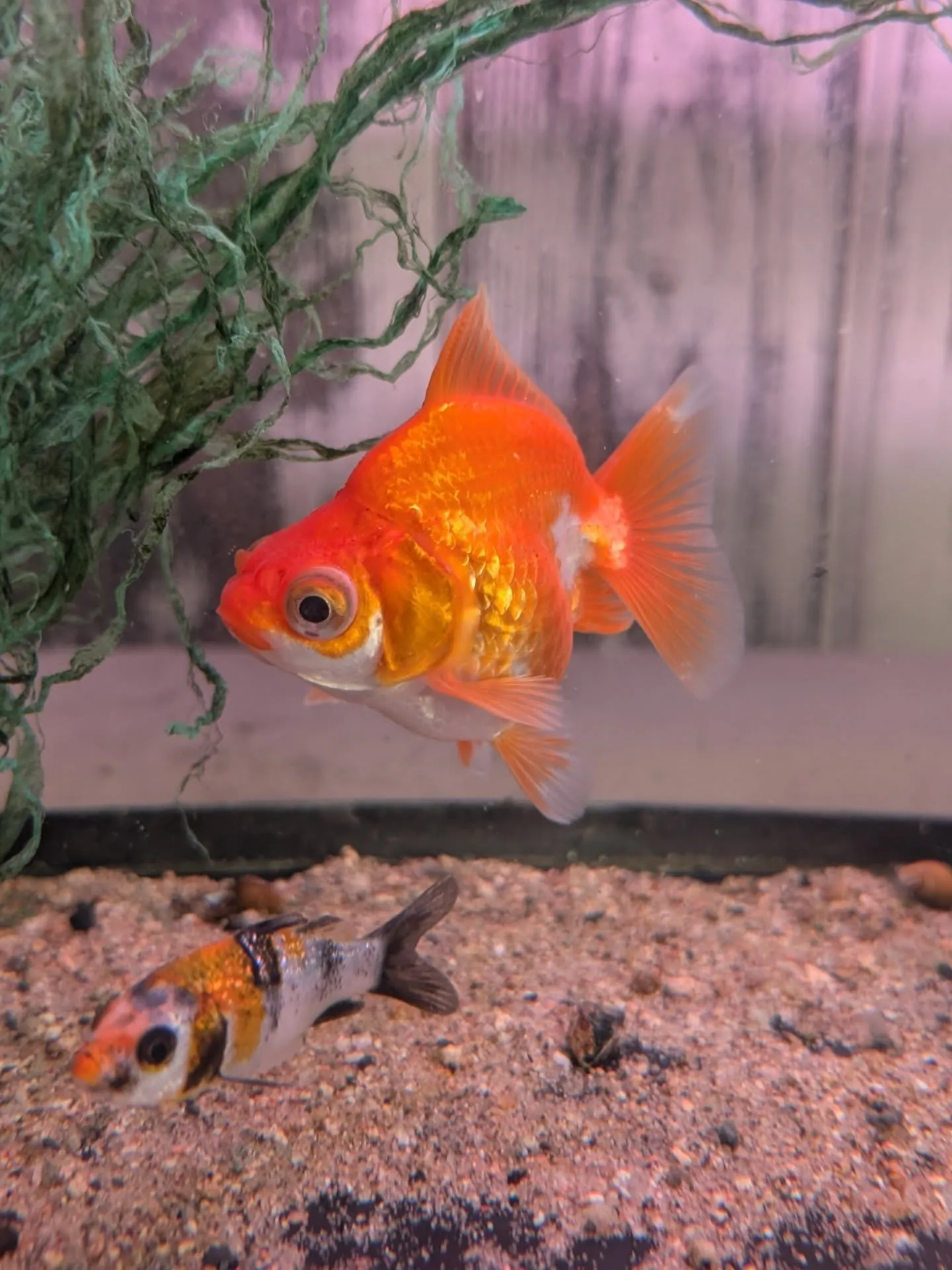 イベント情報✨