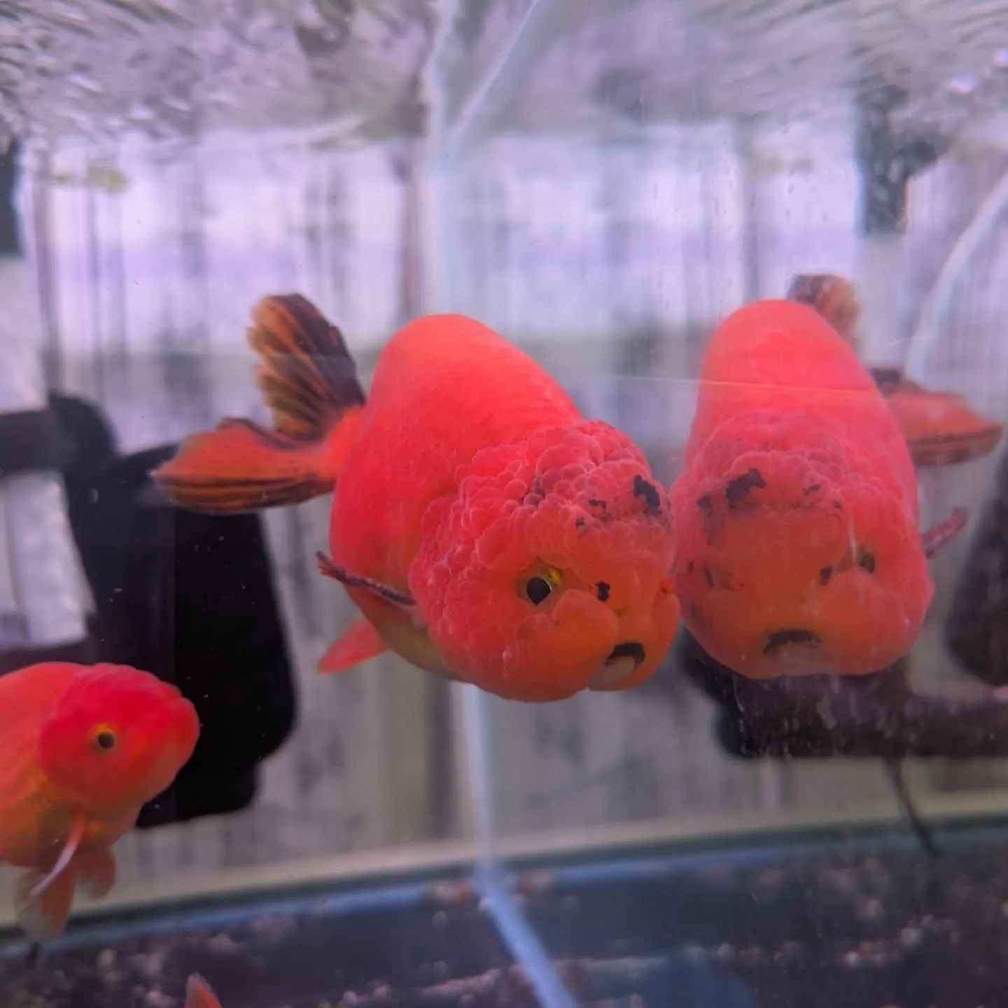 本日の入荷情報✨(金魚、熱帯魚)