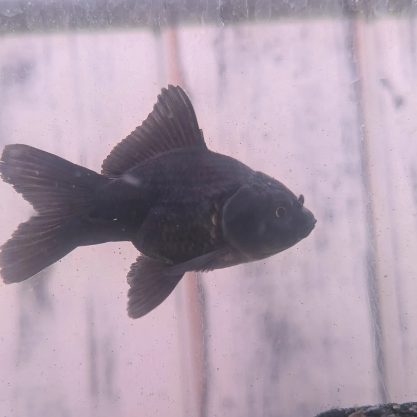 本日の入荷情報✨(金魚、熱帯魚)