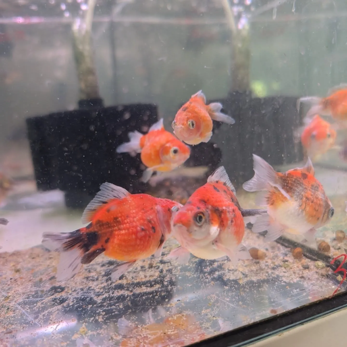 本日の入荷情報✨(金魚、熱帯魚)