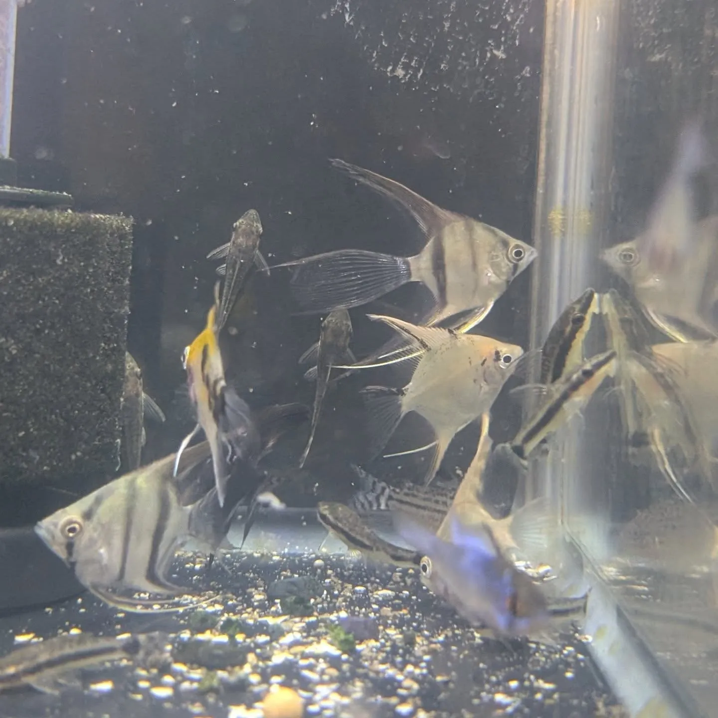 本日の入荷情報✨(金魚、熱帯魚)