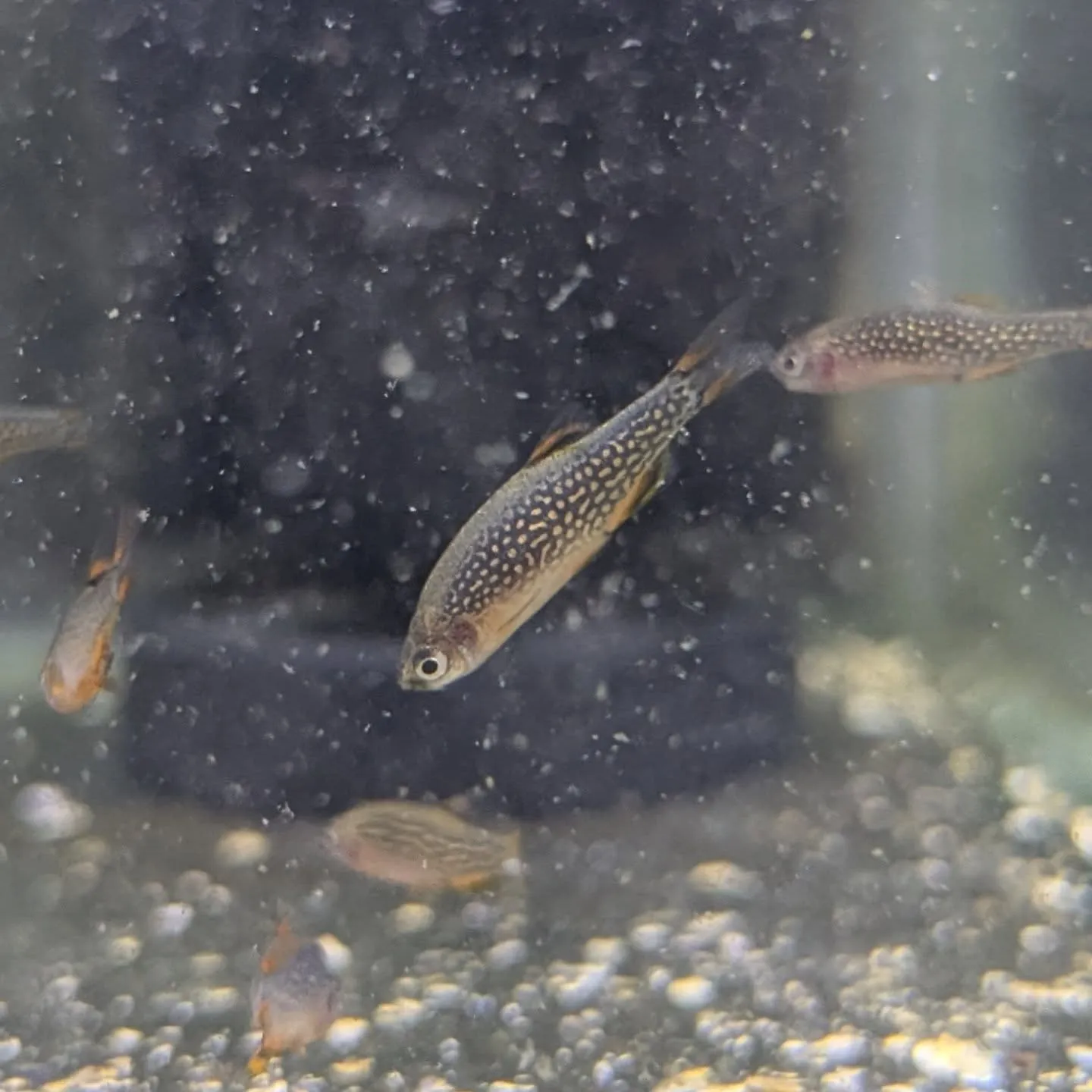 本日の入荷情報✨(金魚、熱帯魚)