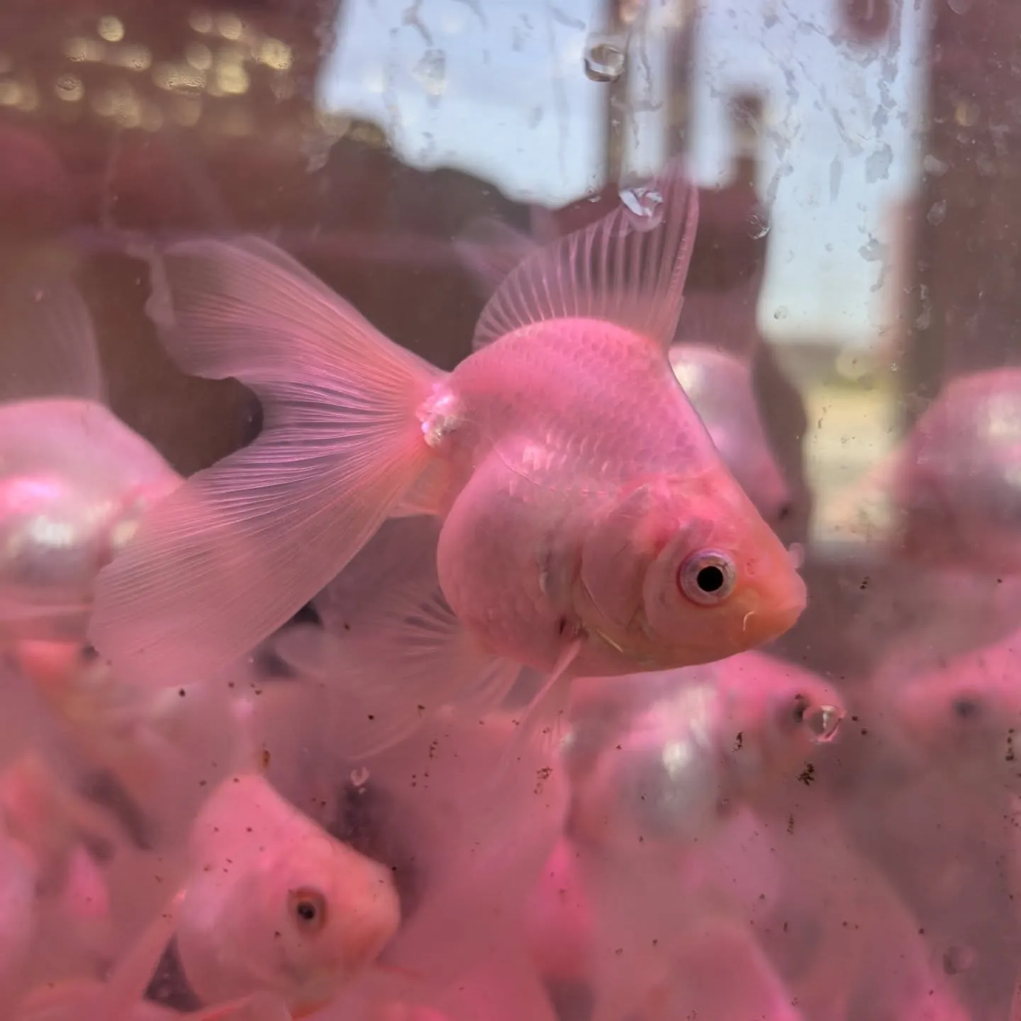 本日の入荷情報✨(金魚、メダカ)