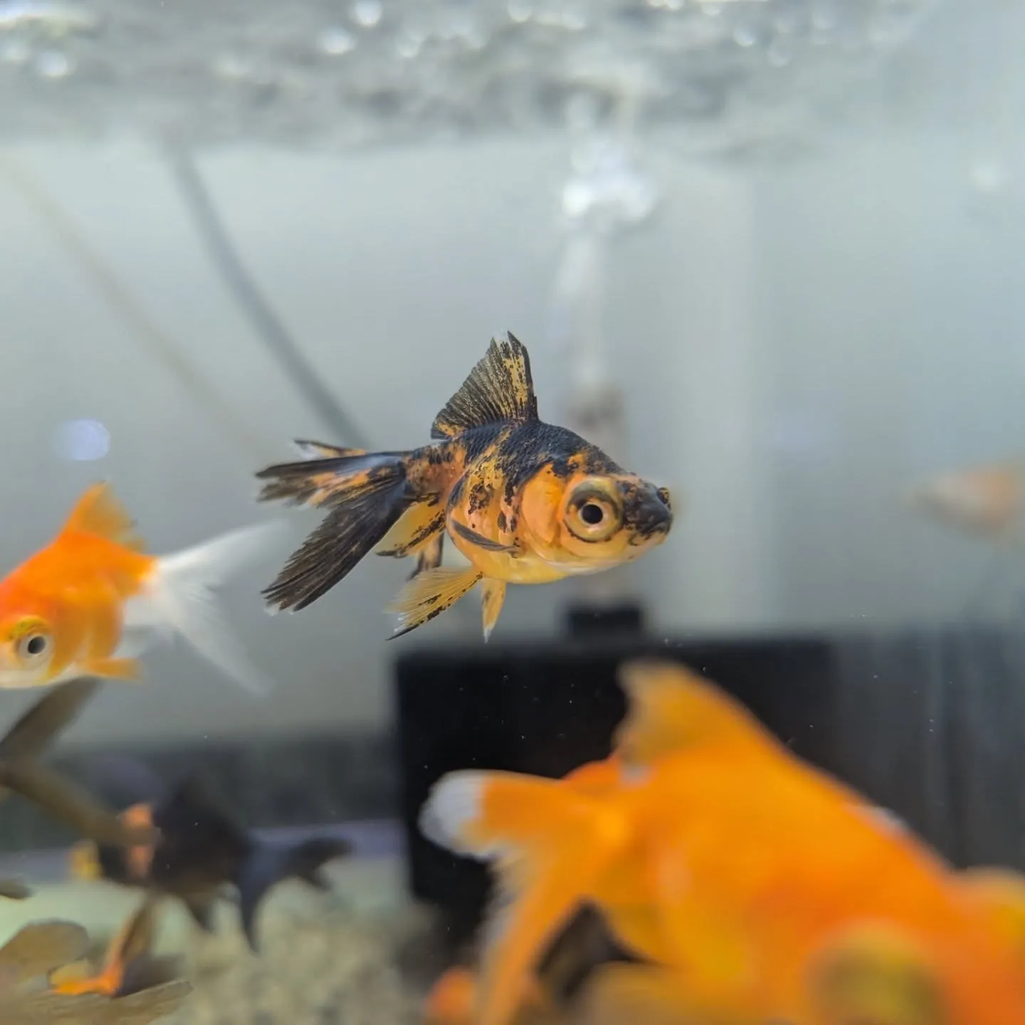 本日の入荷情報✨(金魚、メダカ)