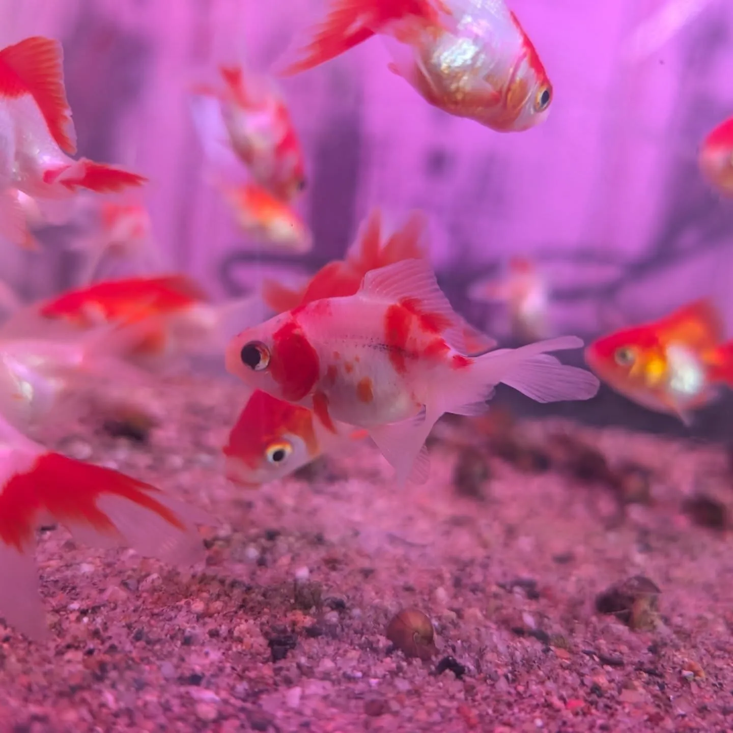 本日の入荷情報✨(金魚、メダカ)