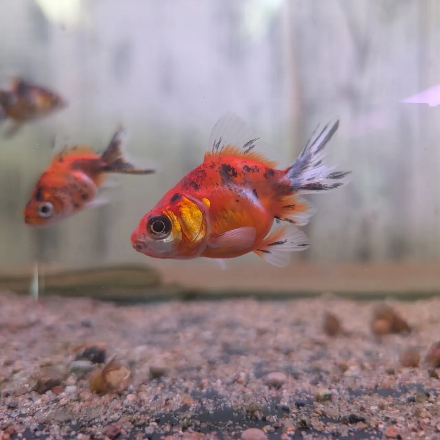 本日の入荷情報✨(金魚、メダカ)