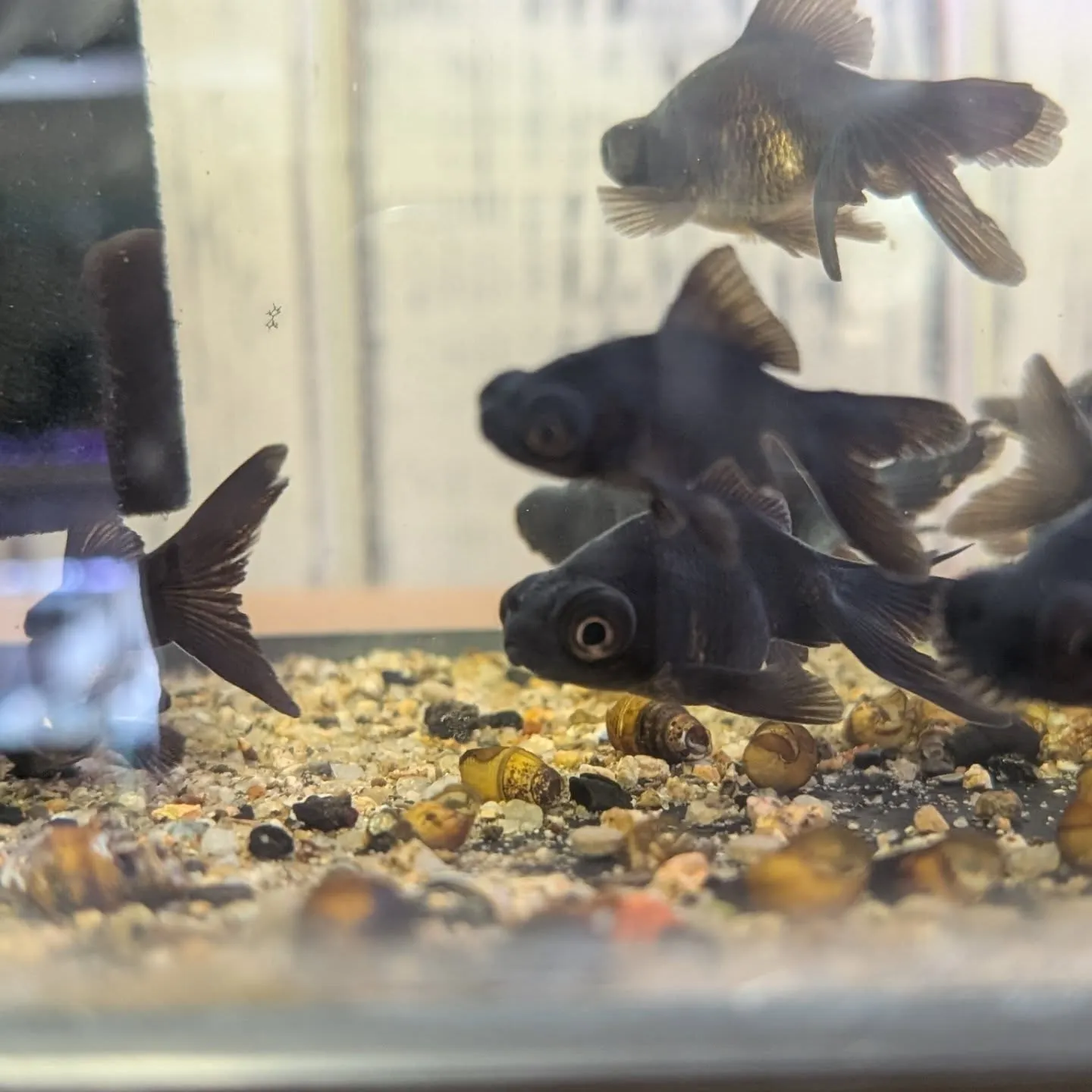 本日の入荷情報✨(金魚、メダカ)