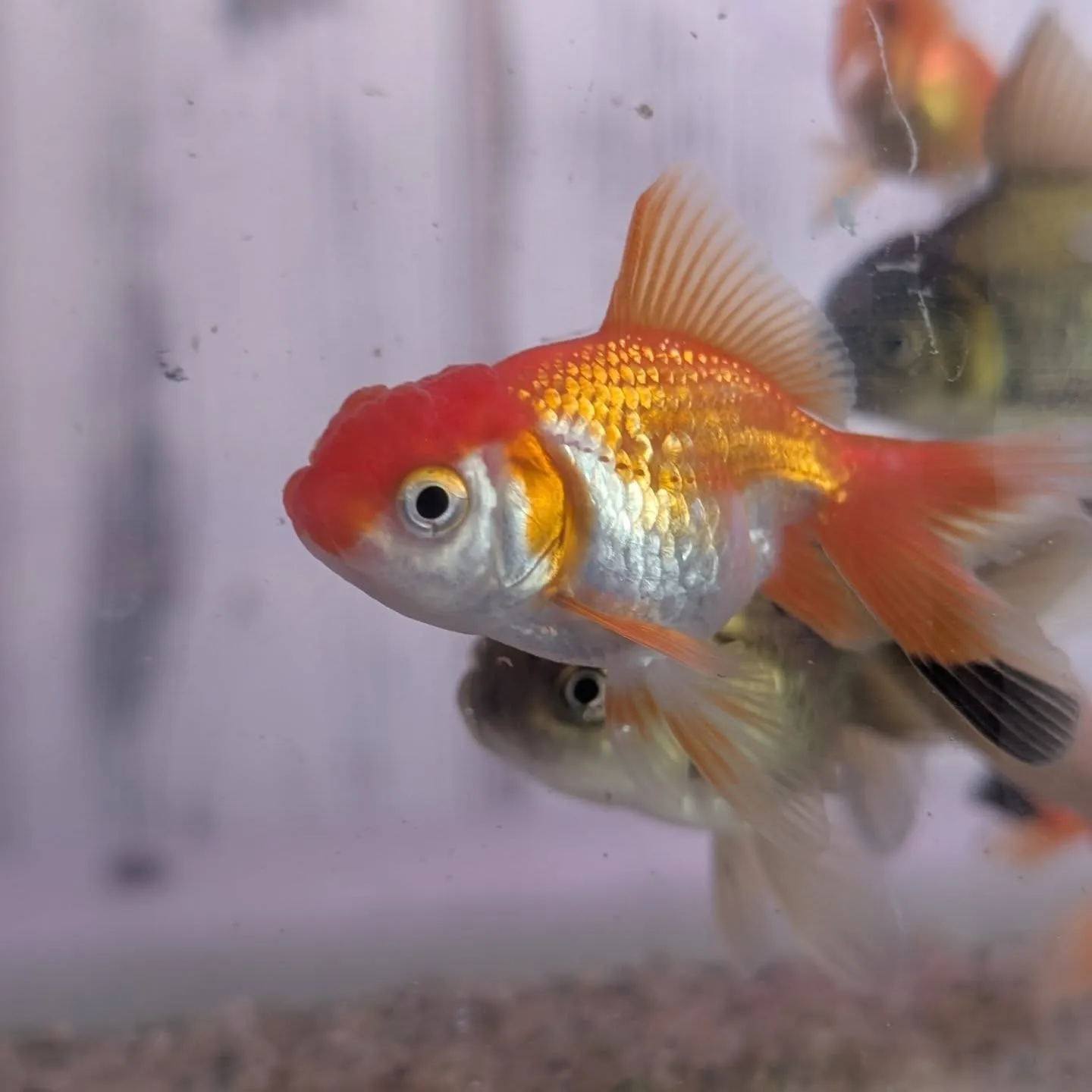 本日の入荷情報✨(金魚、メダカ)