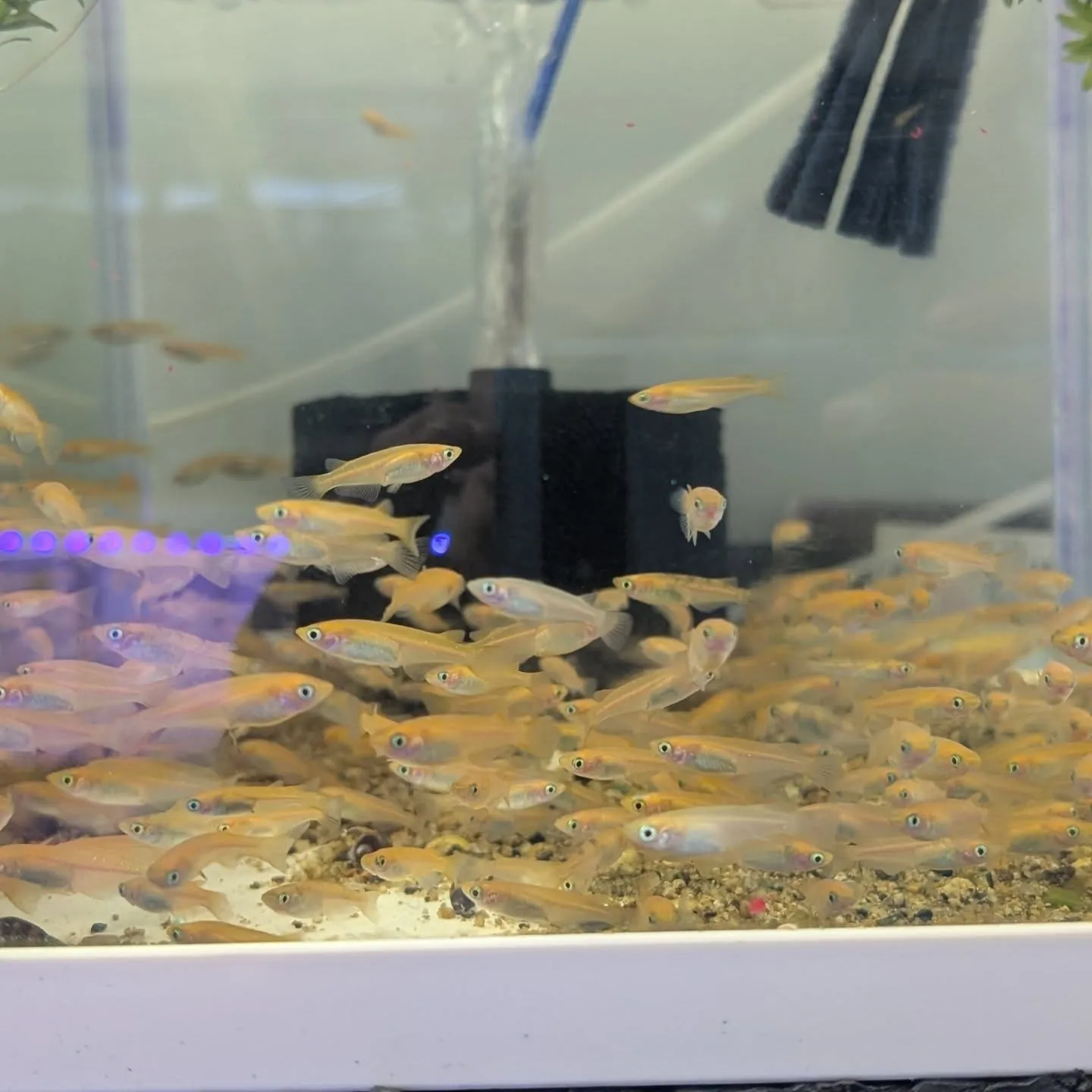 本日の入荷情報✨(金魚、メダカ)
