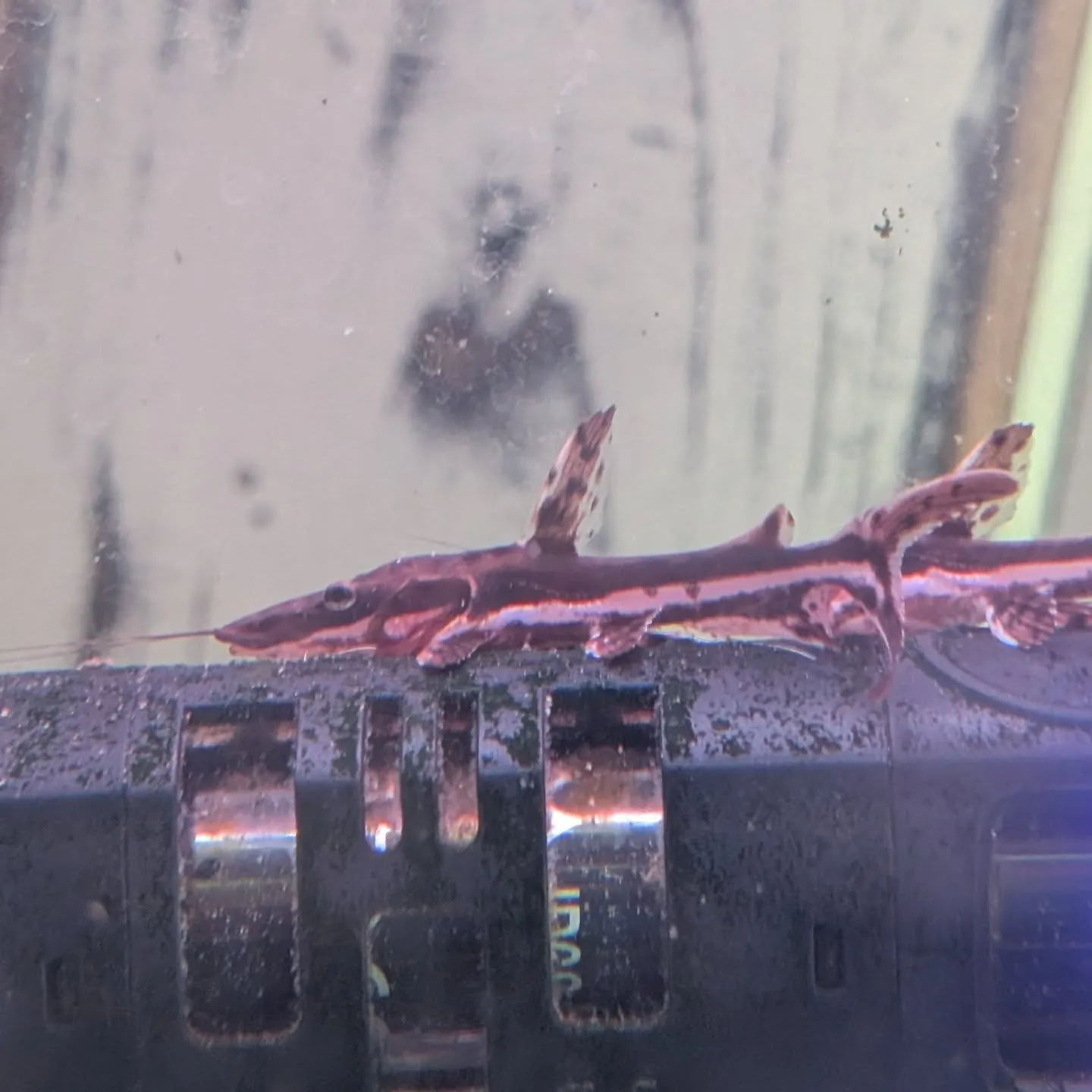 本日の入荷情報✨(熱帯魚)