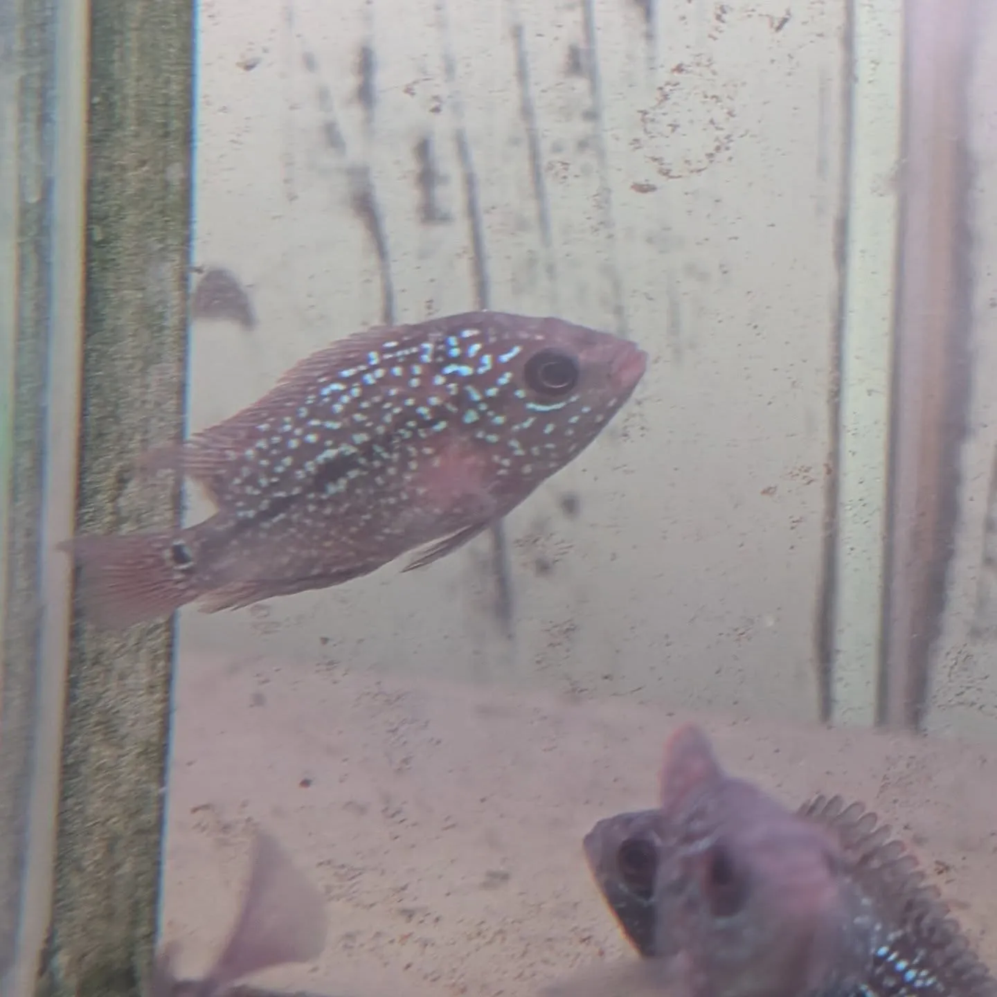 本日の入荷情報✨(熱帯魚)