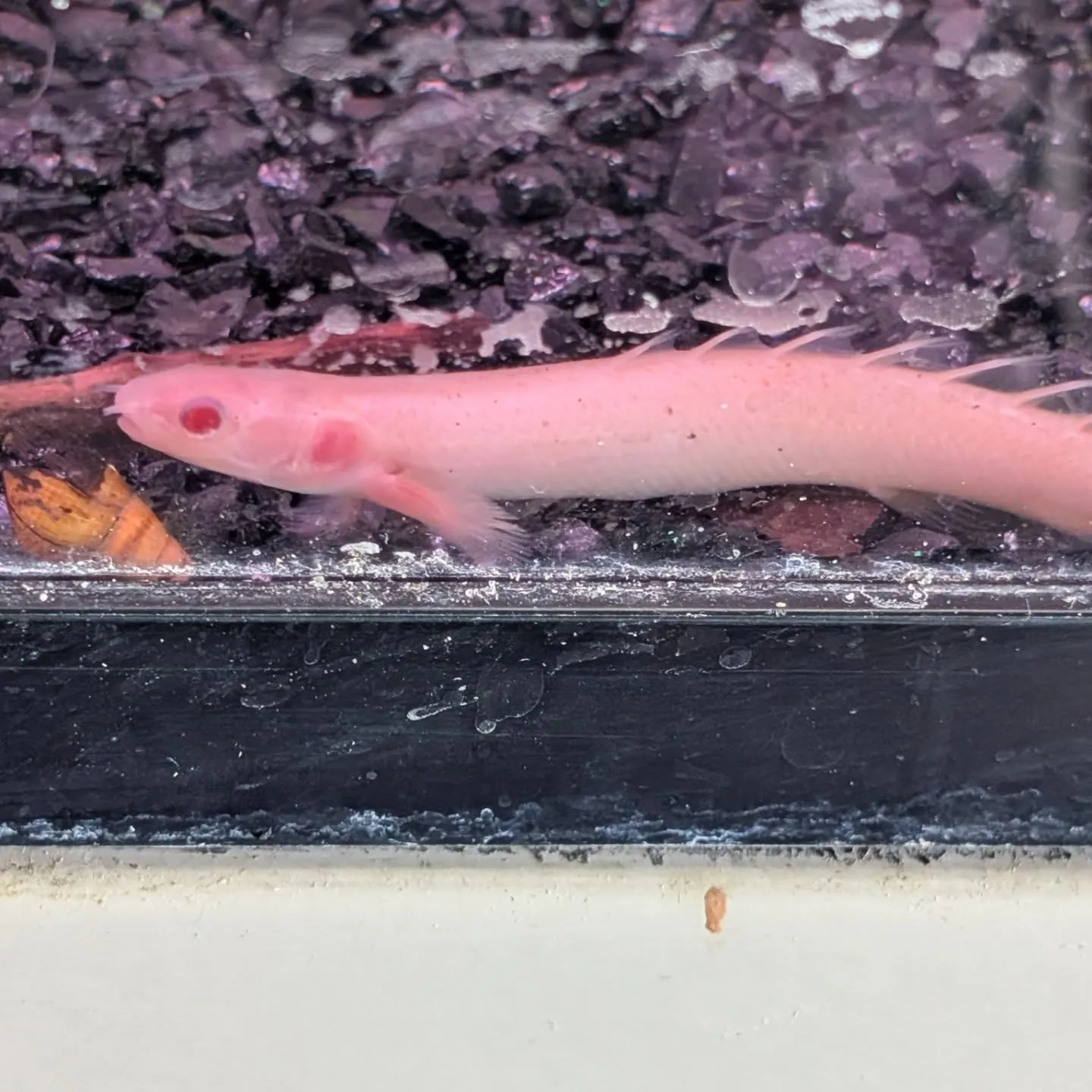 本日の入荷情報✨(熱帯魚)