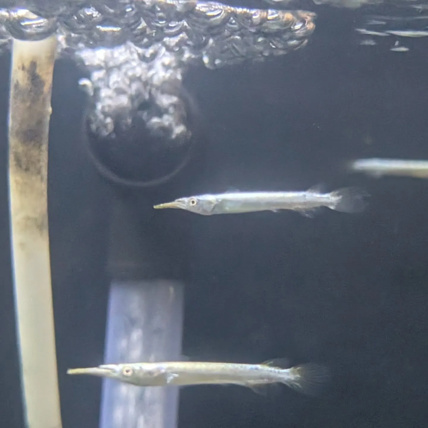 本日の入荷情報✨(熱帯魚)