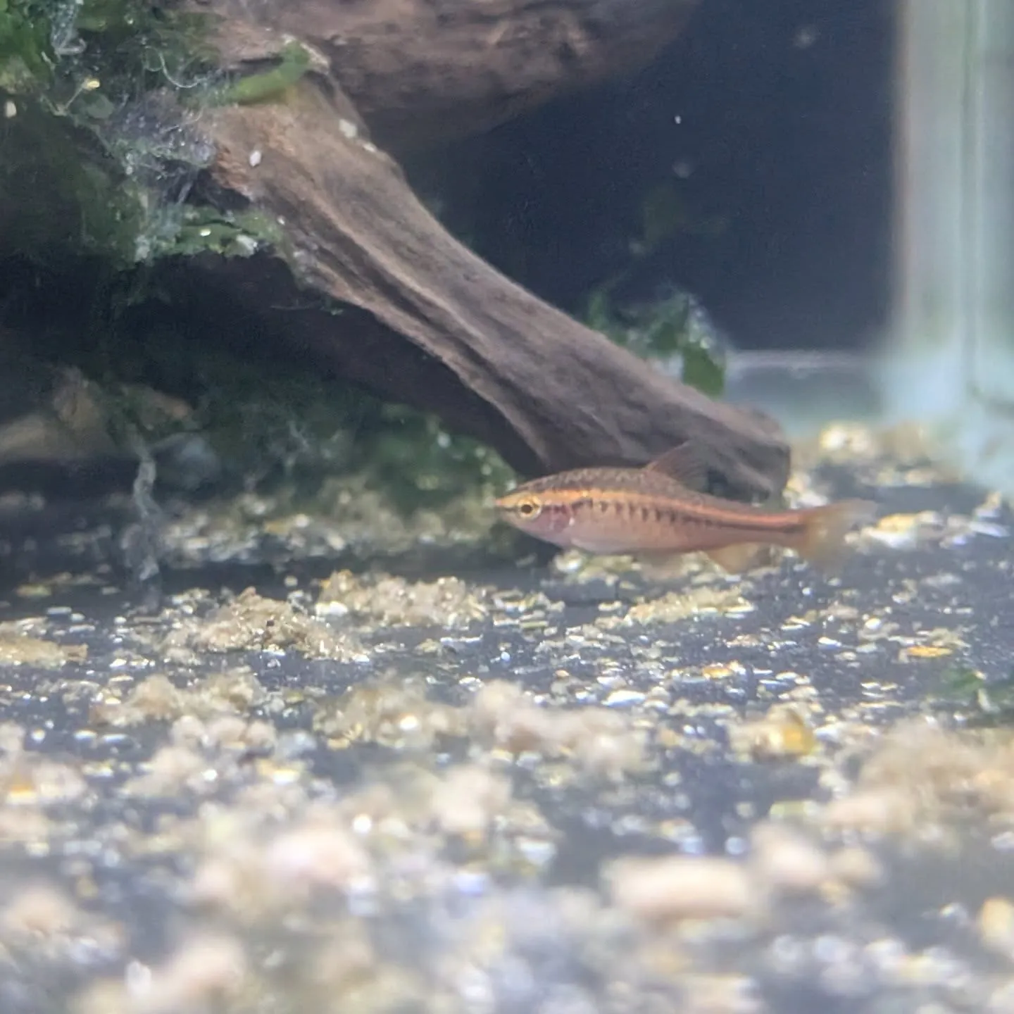 本日の入荷情報✨(熱帯魚)