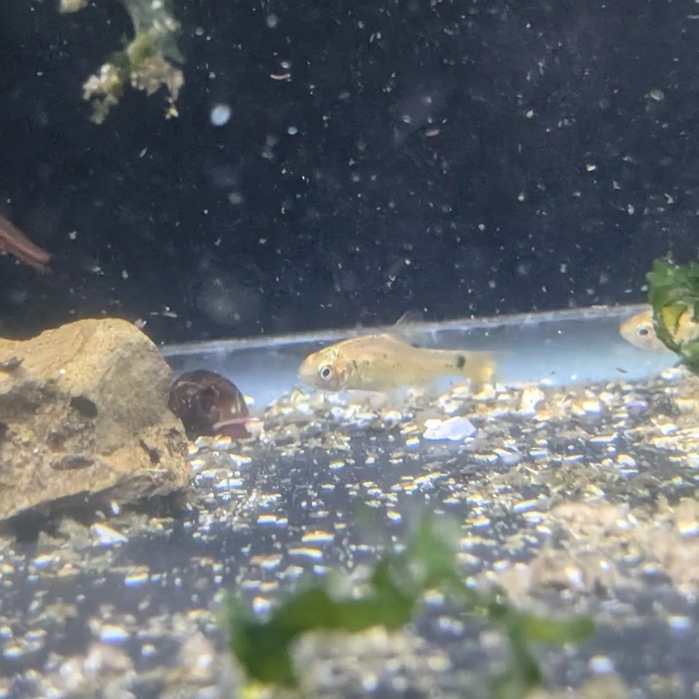 本日の入荷情報✨(熱帯魚)