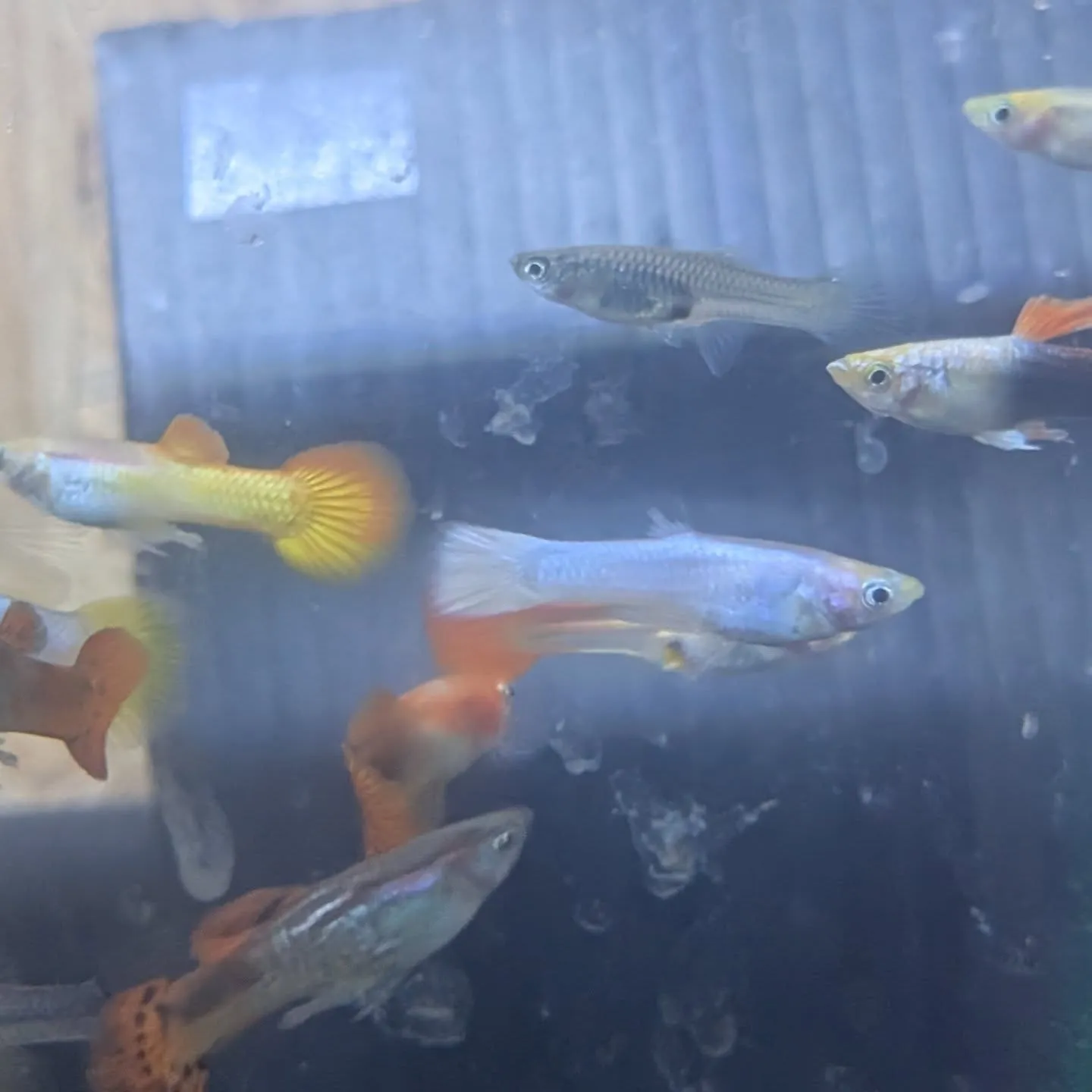 本日の入荷情報✨(熱帯魚)