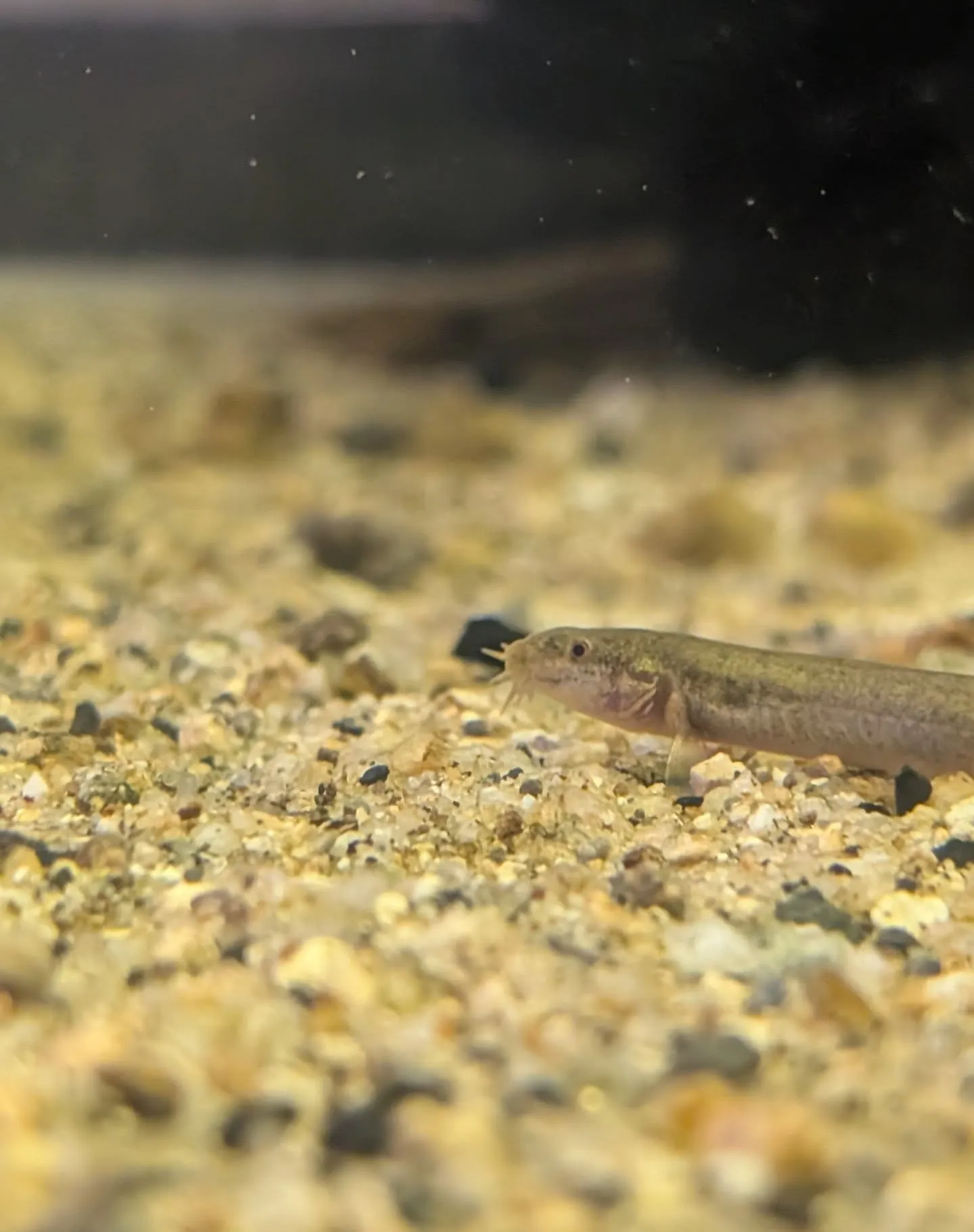 本日の入荷情報✨(日本淡水魚、水草)