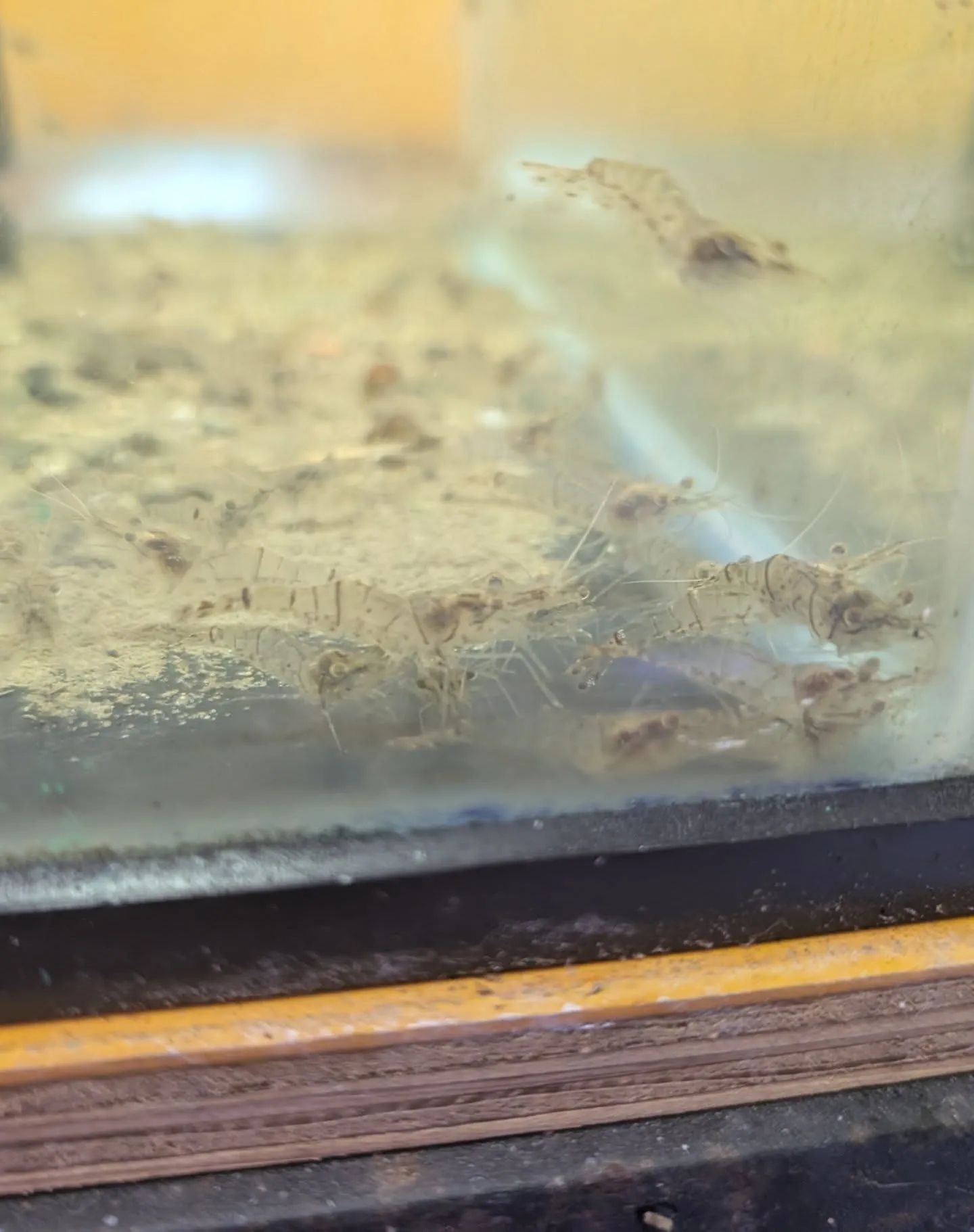 本日の入荷情報✨(日本淡水魚、水草)