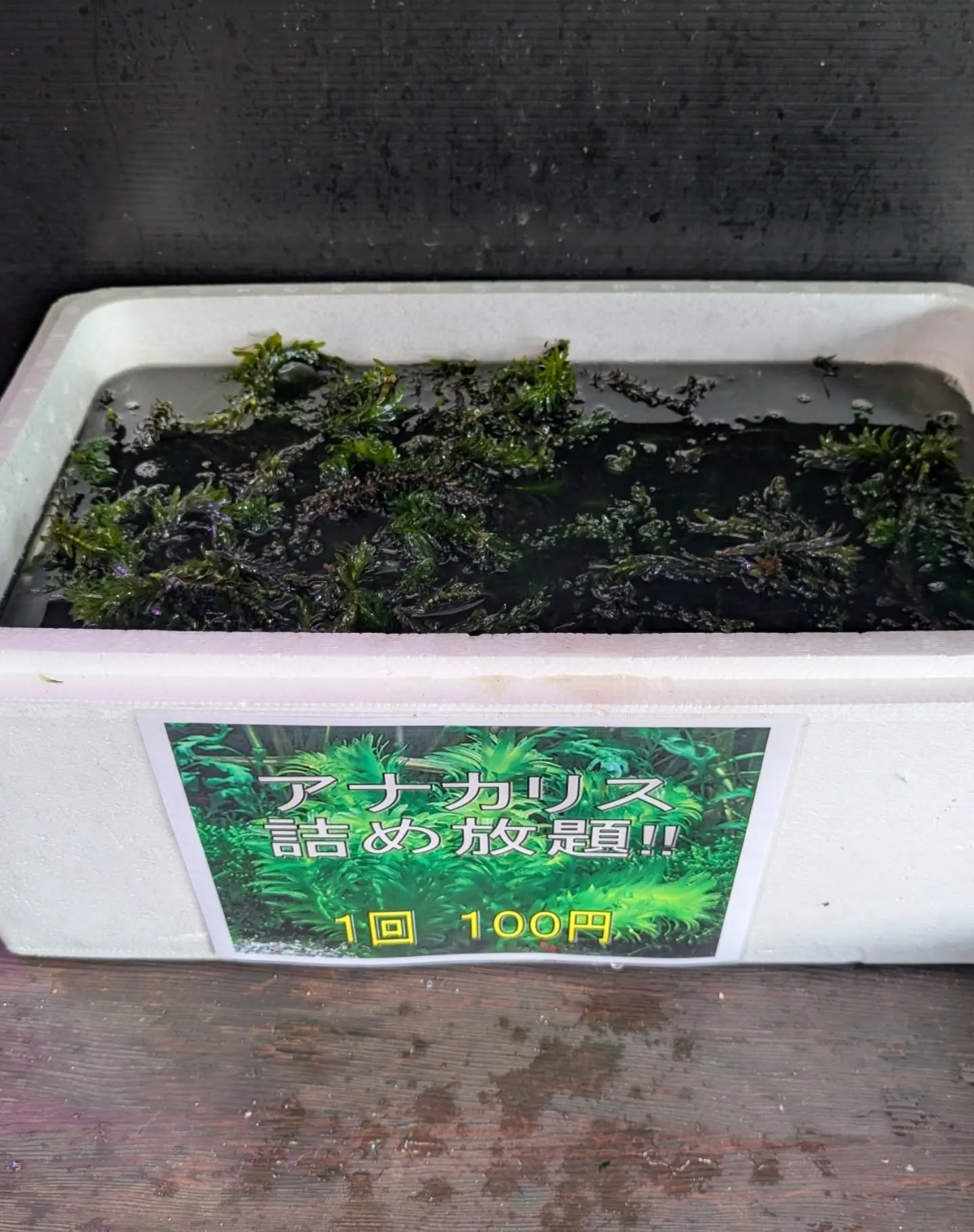 本日の入荷情報✨(日本淡水魚、水草)