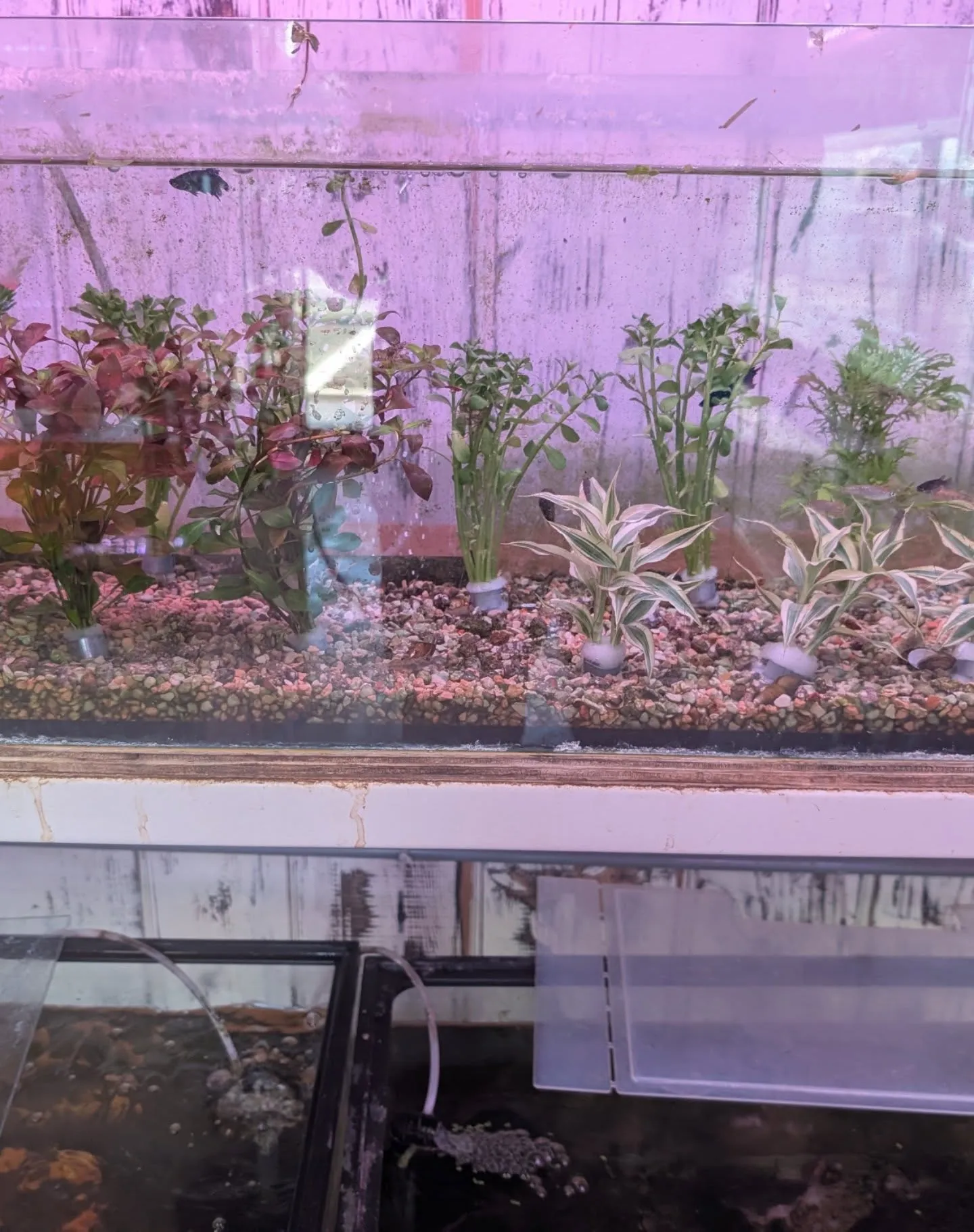 本日の入荷情報✨(日本淡水魚、水草)