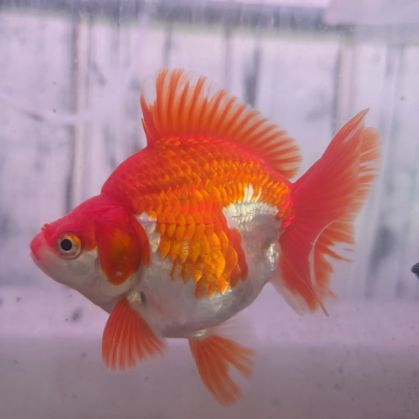 本日の入荷情報✨(金魚、熱帯魚)