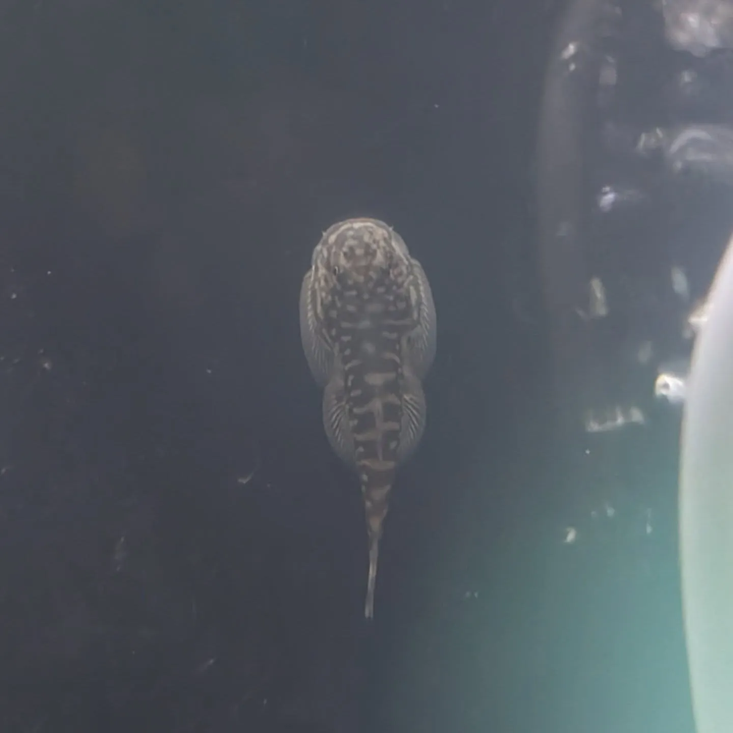 本日の入荷情報✨(金魚、熱帯魚)